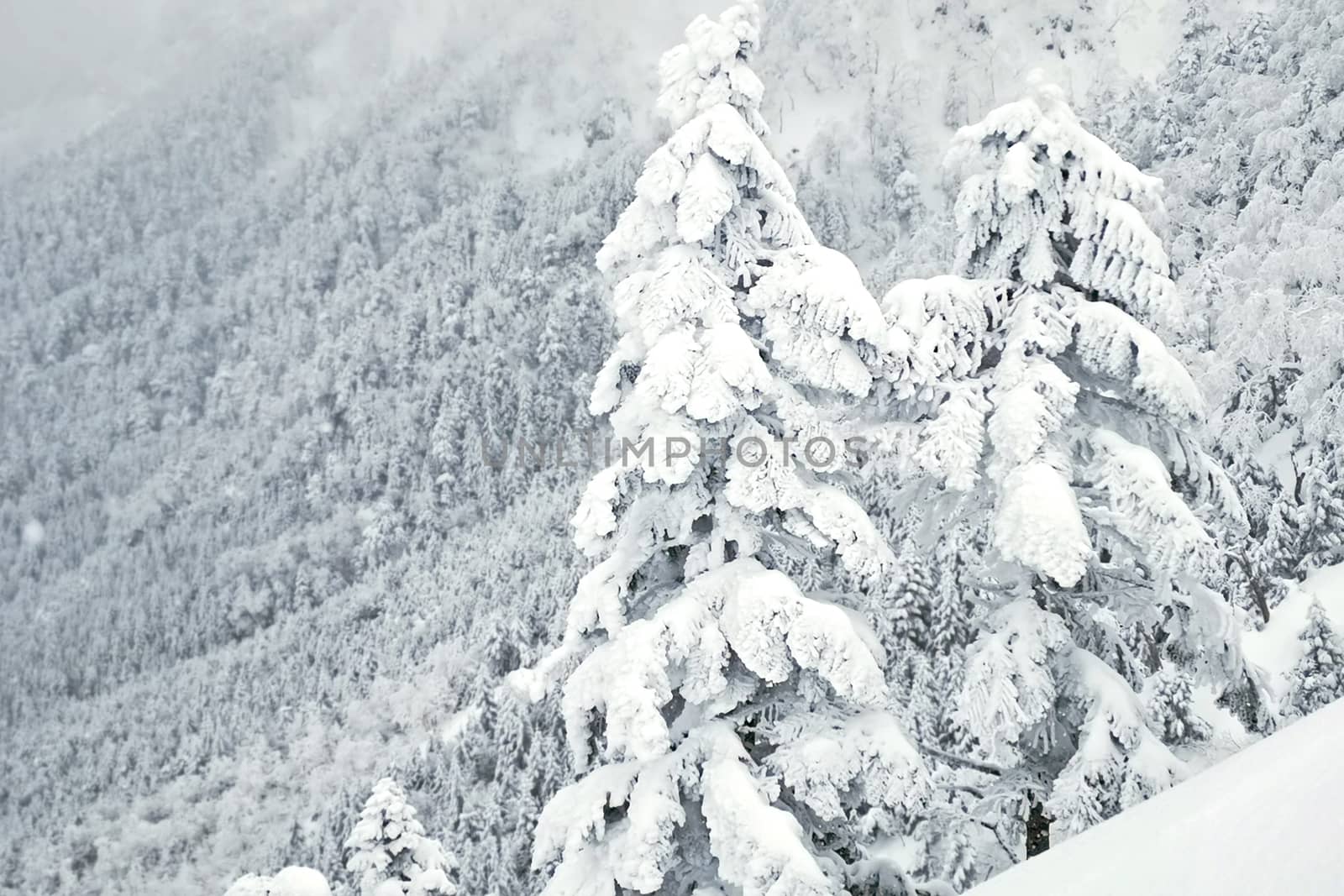 Natural snow hill and tree in Japan Yatsugatake mountains
 by cougarsan