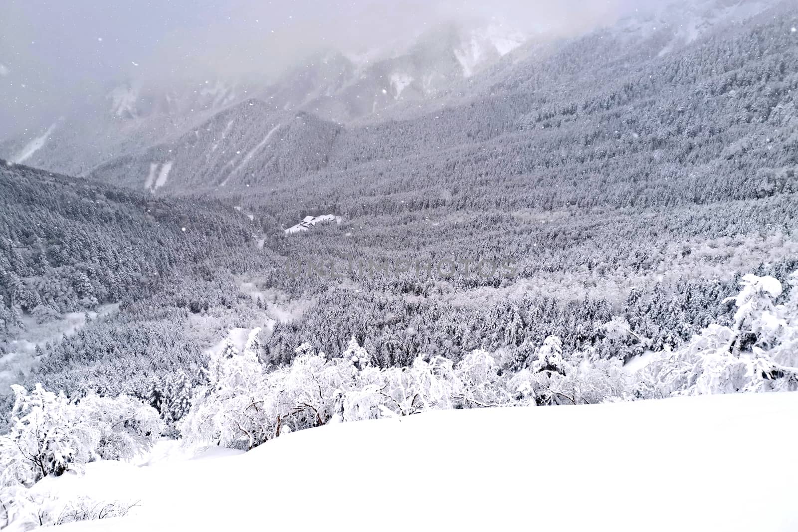 The natural snow hill and tree in Japan Yatsugatake mountains
