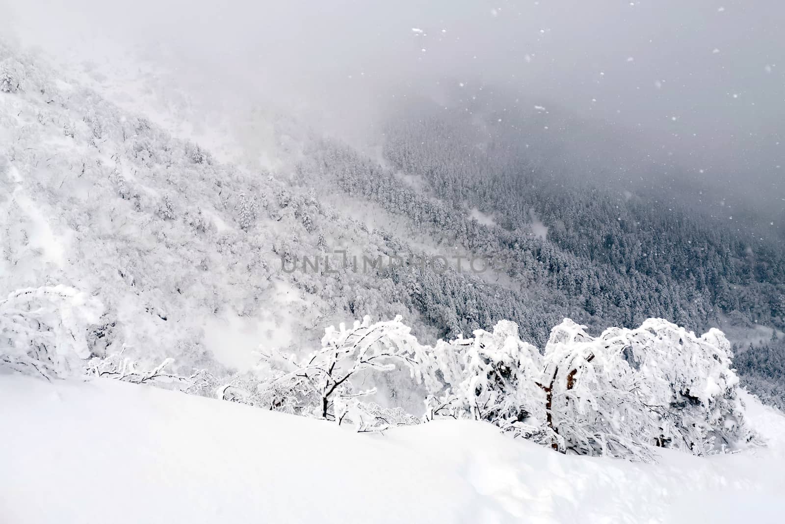 Natural snow hill, path and tree in Japan Yatsugatake mountains by cougarsan