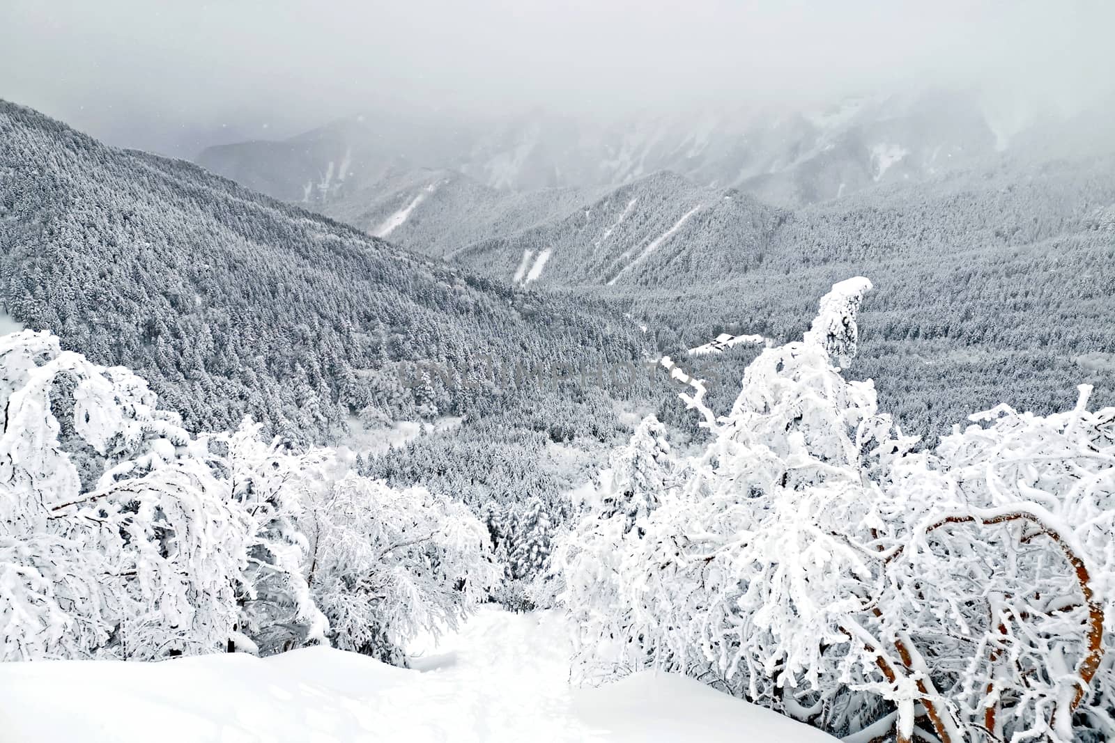 The natural snow hill and tree in Japan Yatsugatake mountains
