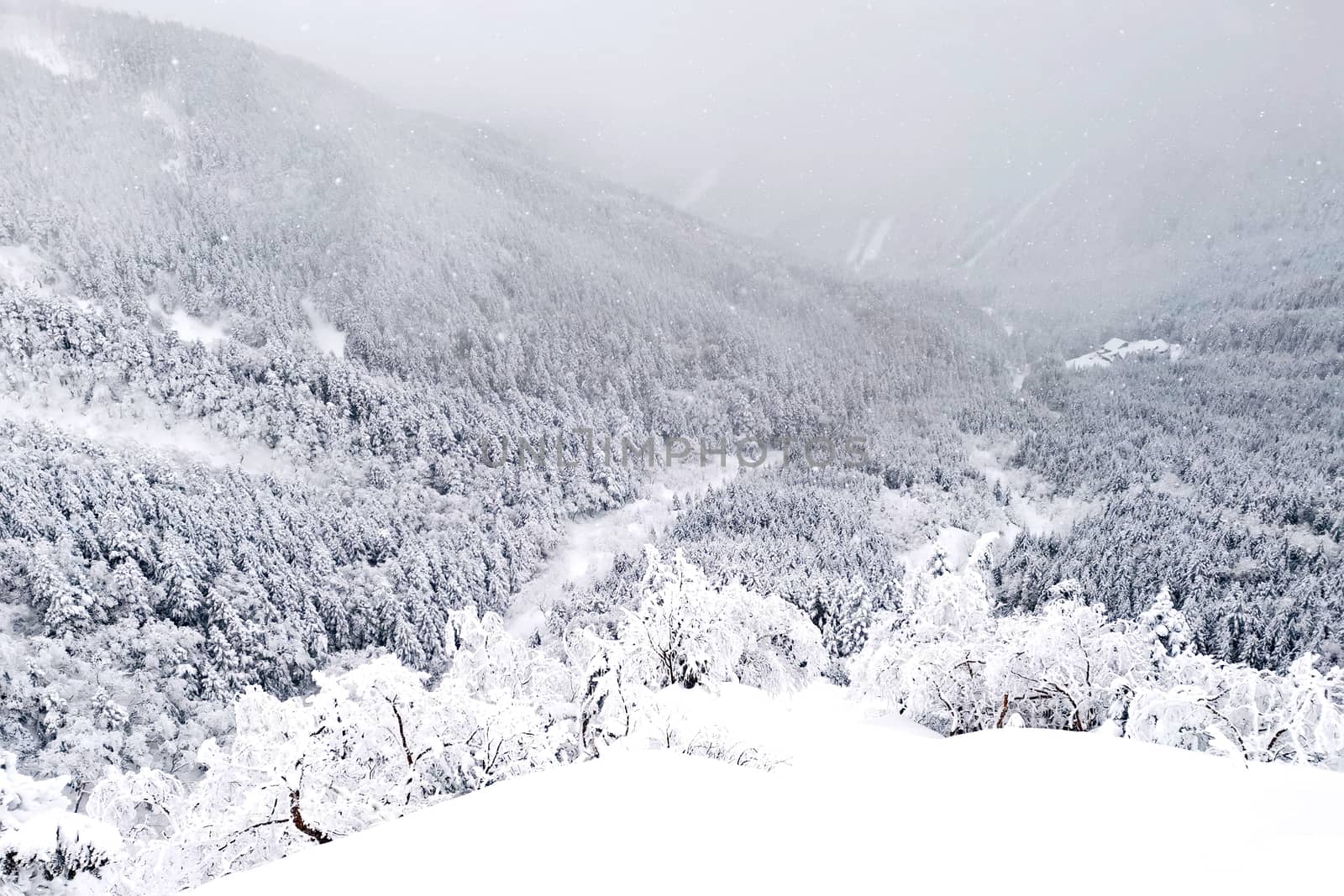 The natural snow hill and tree in Japan Yatsugatake mountains
