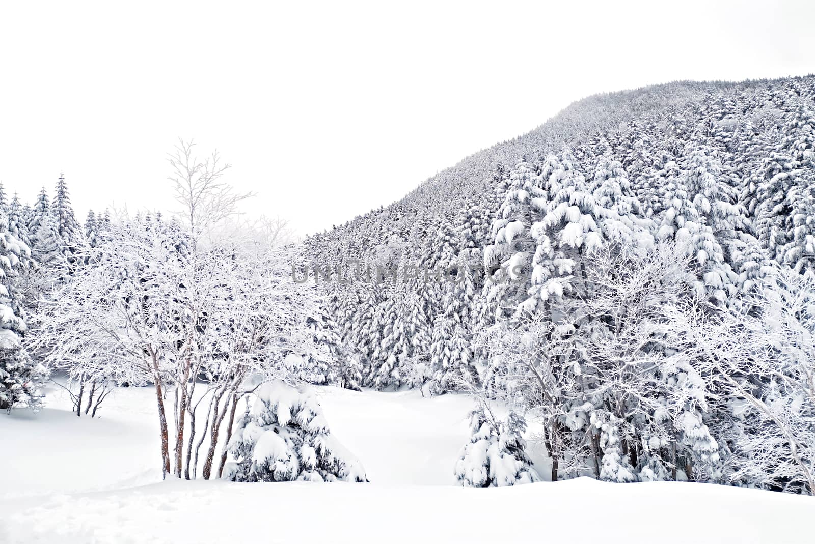 The natural snow hill and tree in Japan Yatsugatake mountains
