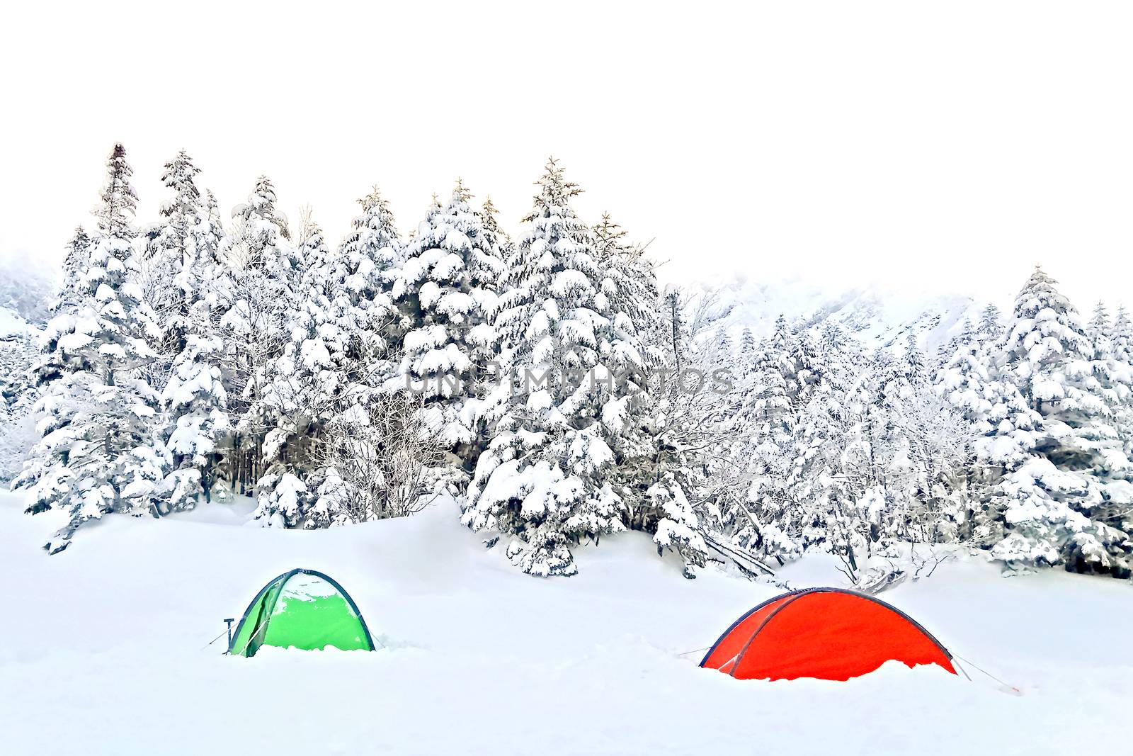 Red and green tents, natural snow hill in Japan Yatsugatake moun by cougarsan