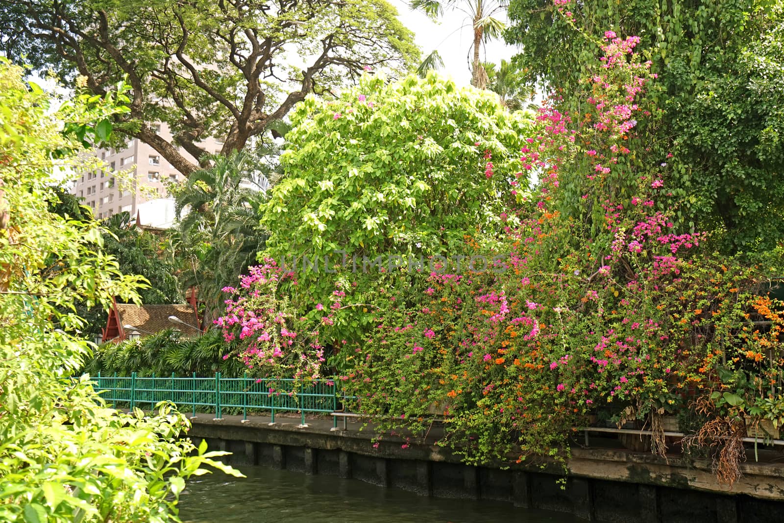 The Thailand river, plants, flower, tree and footpath at daytime

