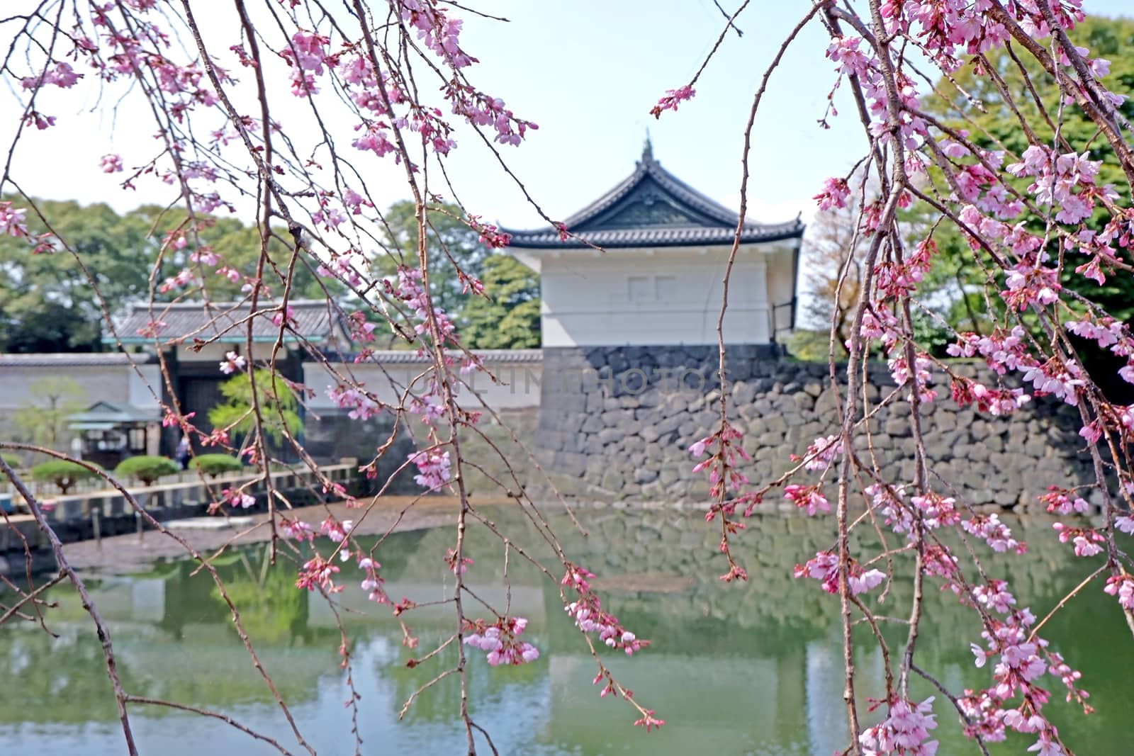 The traditional castle building and  pink sakura cherry blossom flowers in Tokyo 