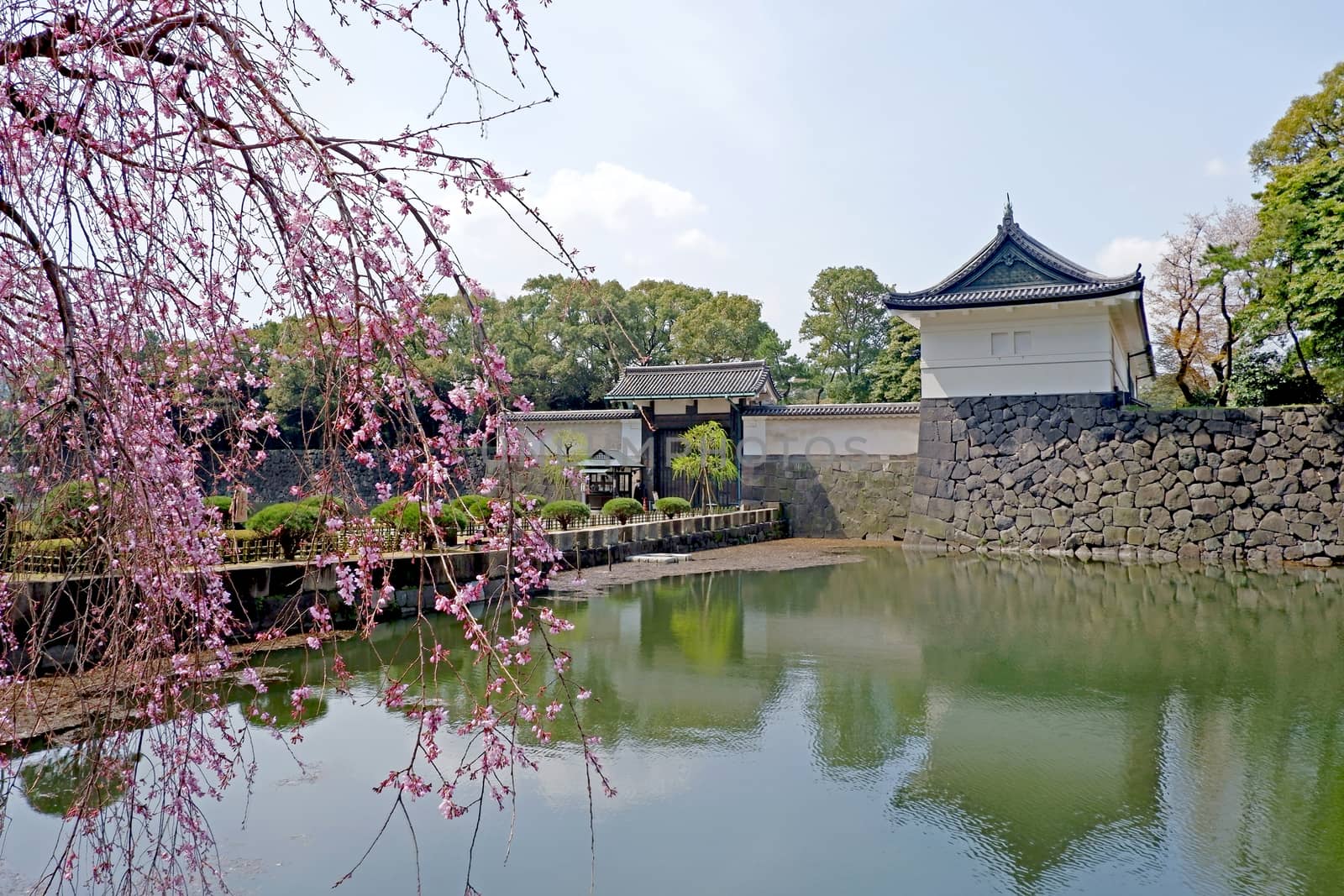 The traditional castle building and  pink sakura cherry blossom flowers in Tokyo 