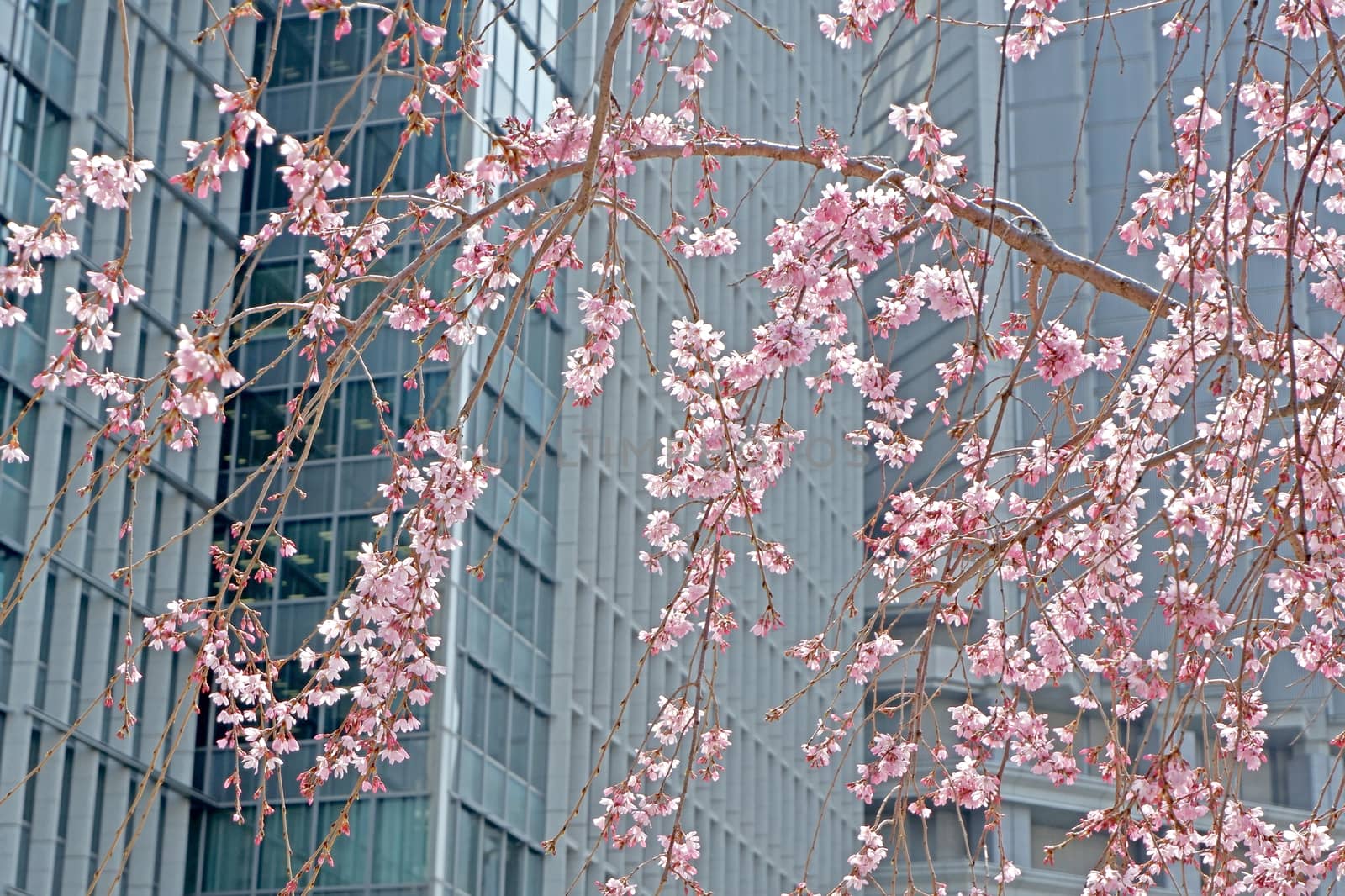 city building, sakura cherry blossom flowers in Japan downtown by cougarsan