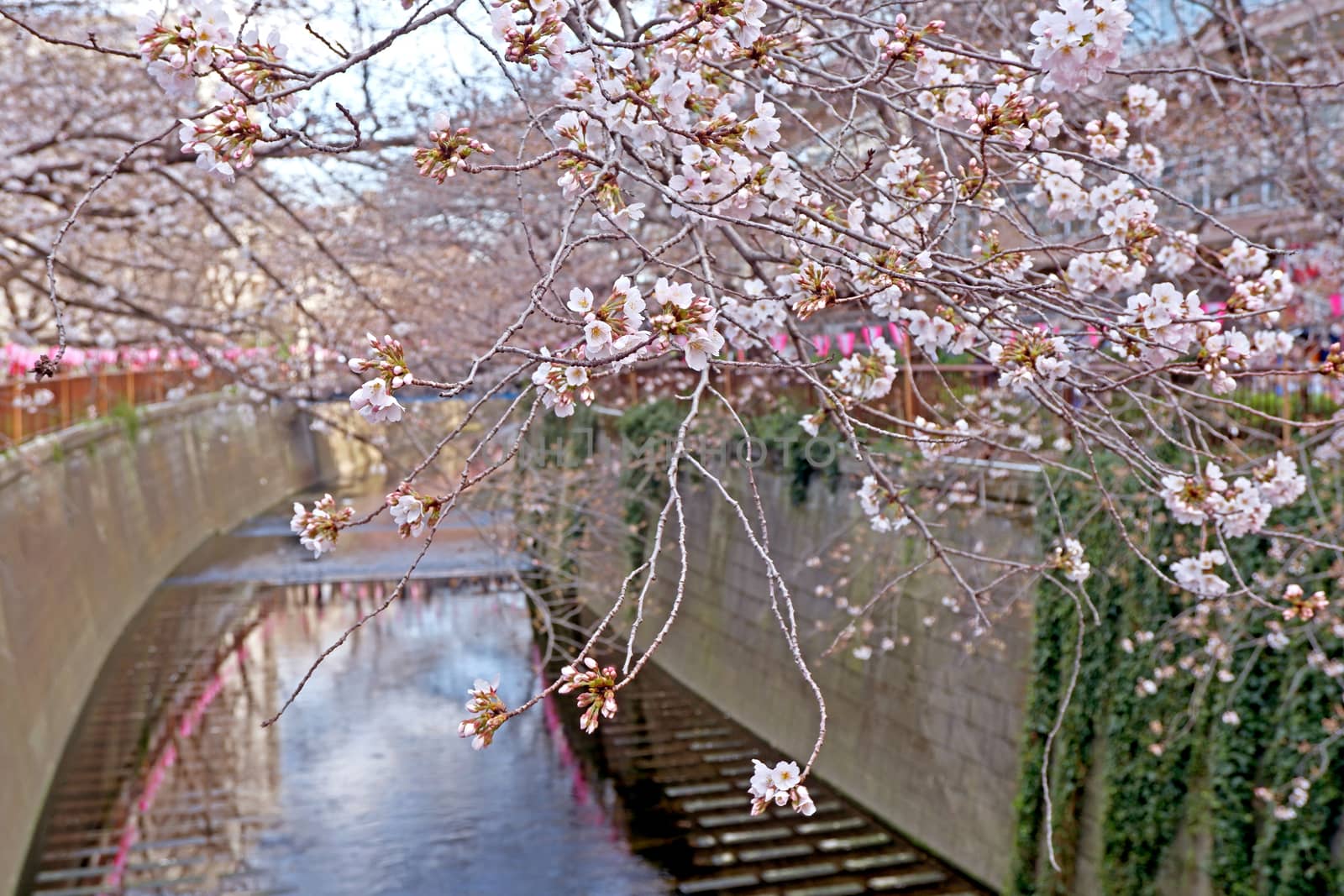 City river, sakura cherry blossom flowers, traditional lamp and  by cougarsan