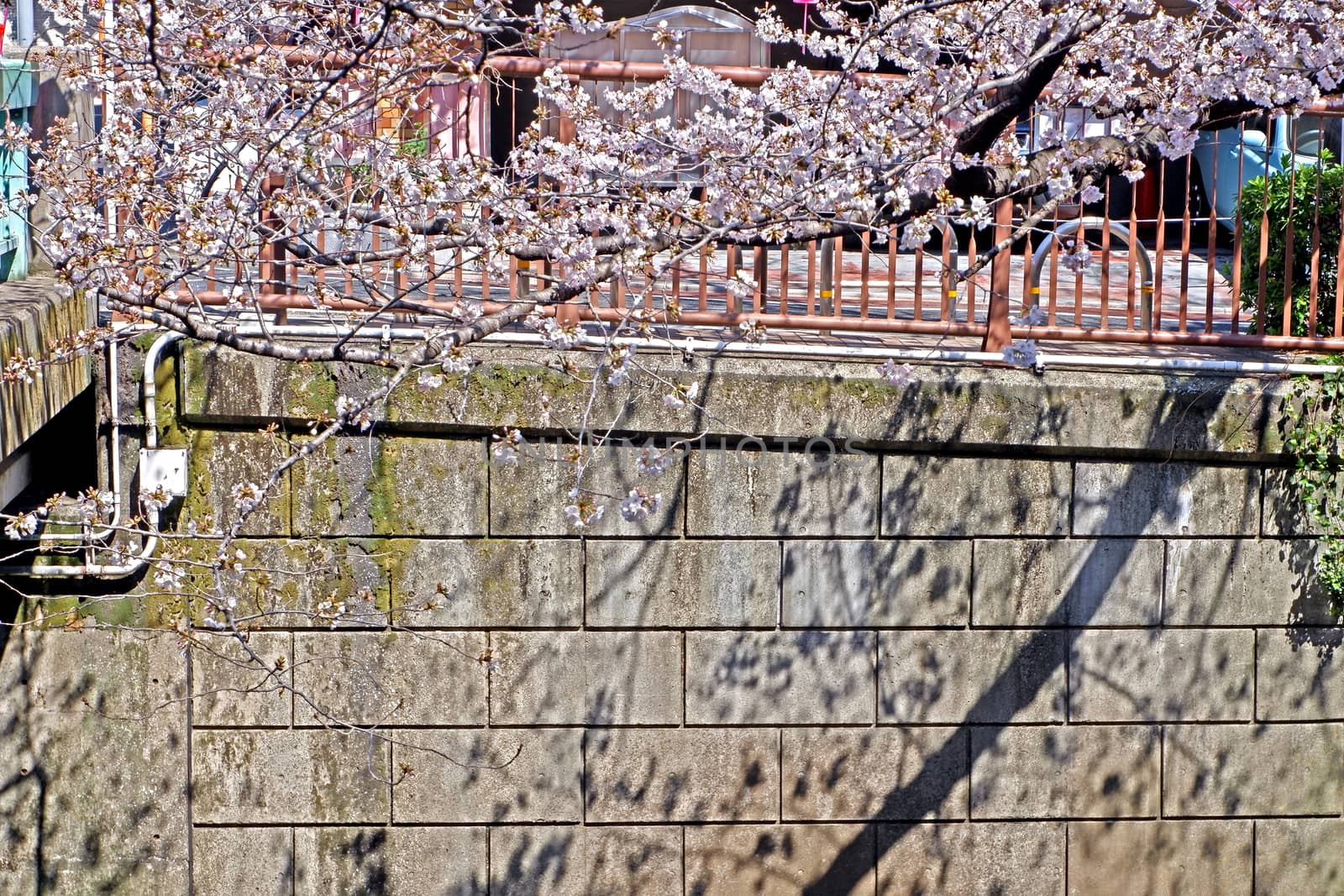 The city river, traditional lamp and  sakura cherry blossom flowers in Tokyo