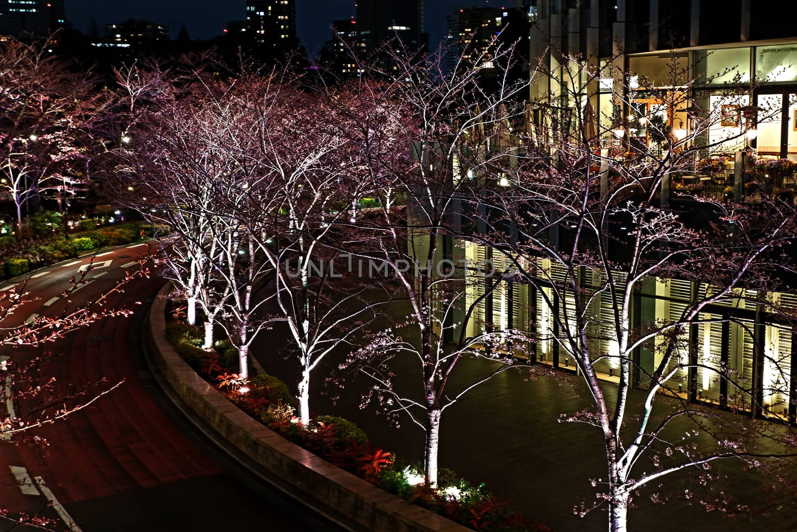 Beautiful pink sakura cherry blossom flower in Japan Tokyo downtown street at night
