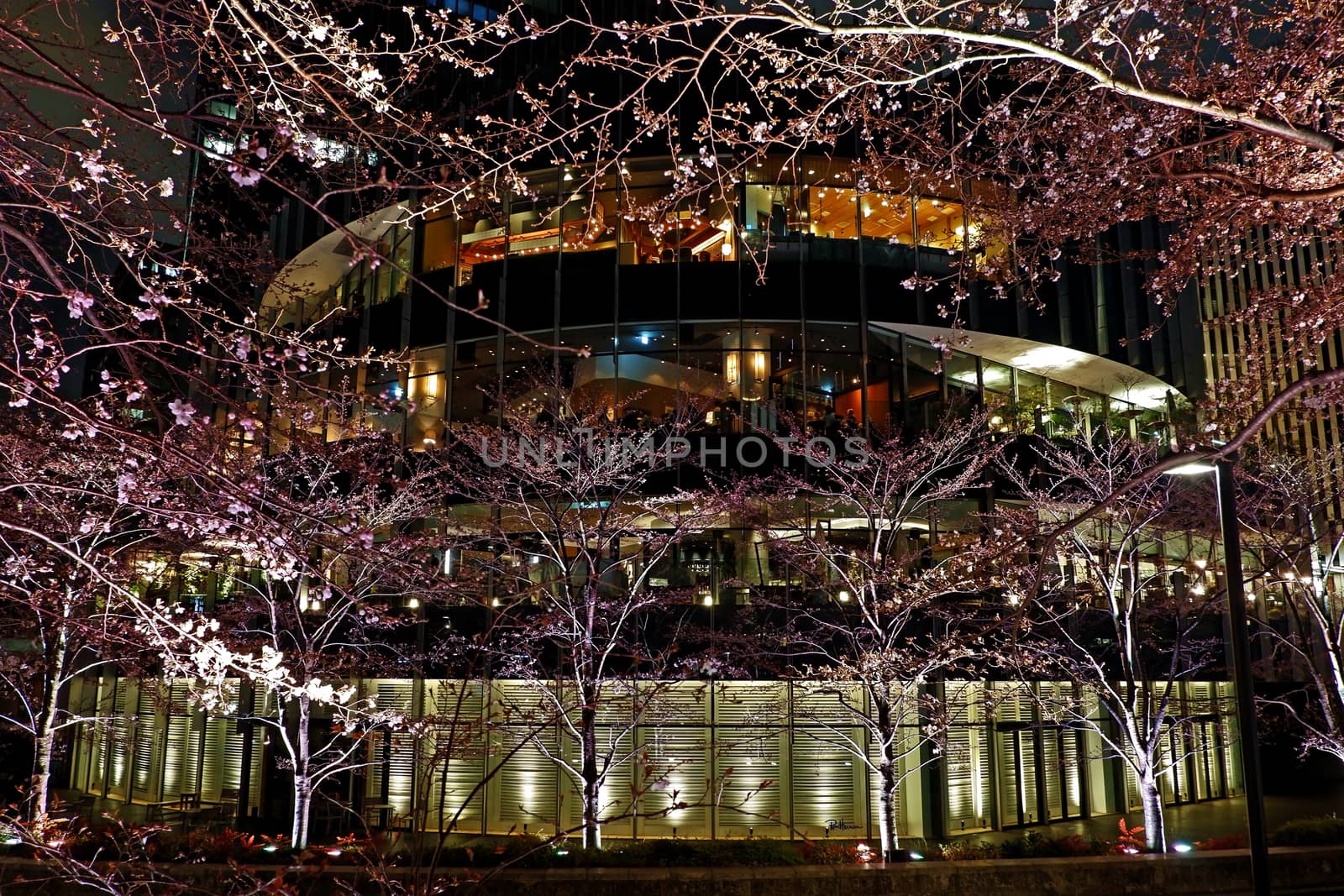 Pink sakura cherry blossom flower in Japan street at night
 by cougarsan