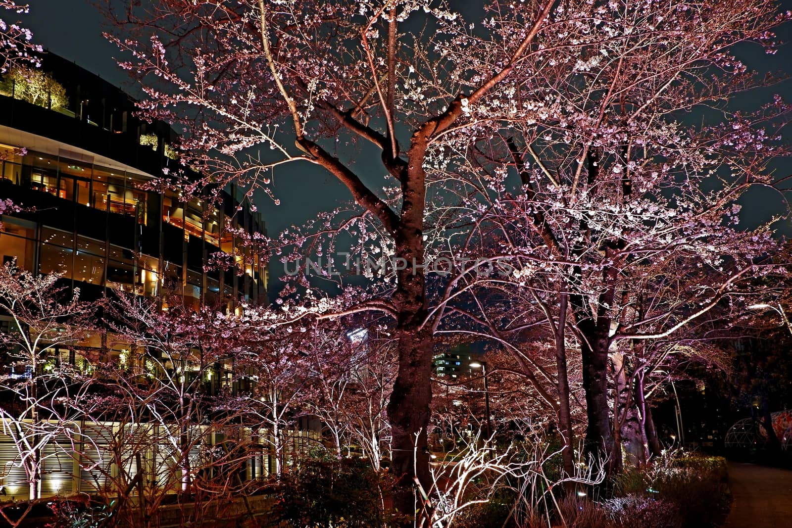 Pink sakura cherry blossom flower, river in springtime, Japan To by cougarsan