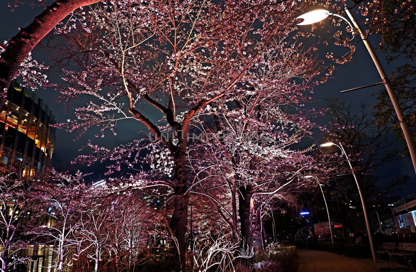 Beautiful pink sakura cherry blossom flower in Japan Tokyo downtown street at night
