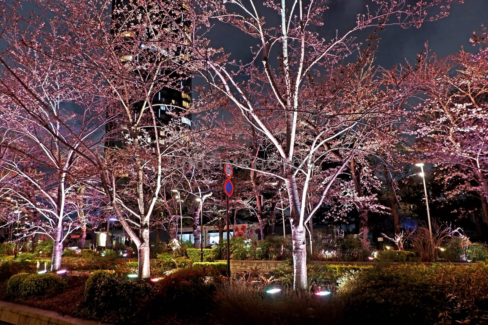 Beautiful pink sakura cherry blossom flower in Japan Tokyo downtown street at night
