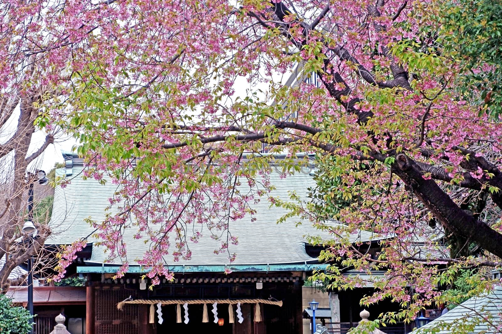 Sakura cherry blossom flower, tree, traditional building in park by cougarsan