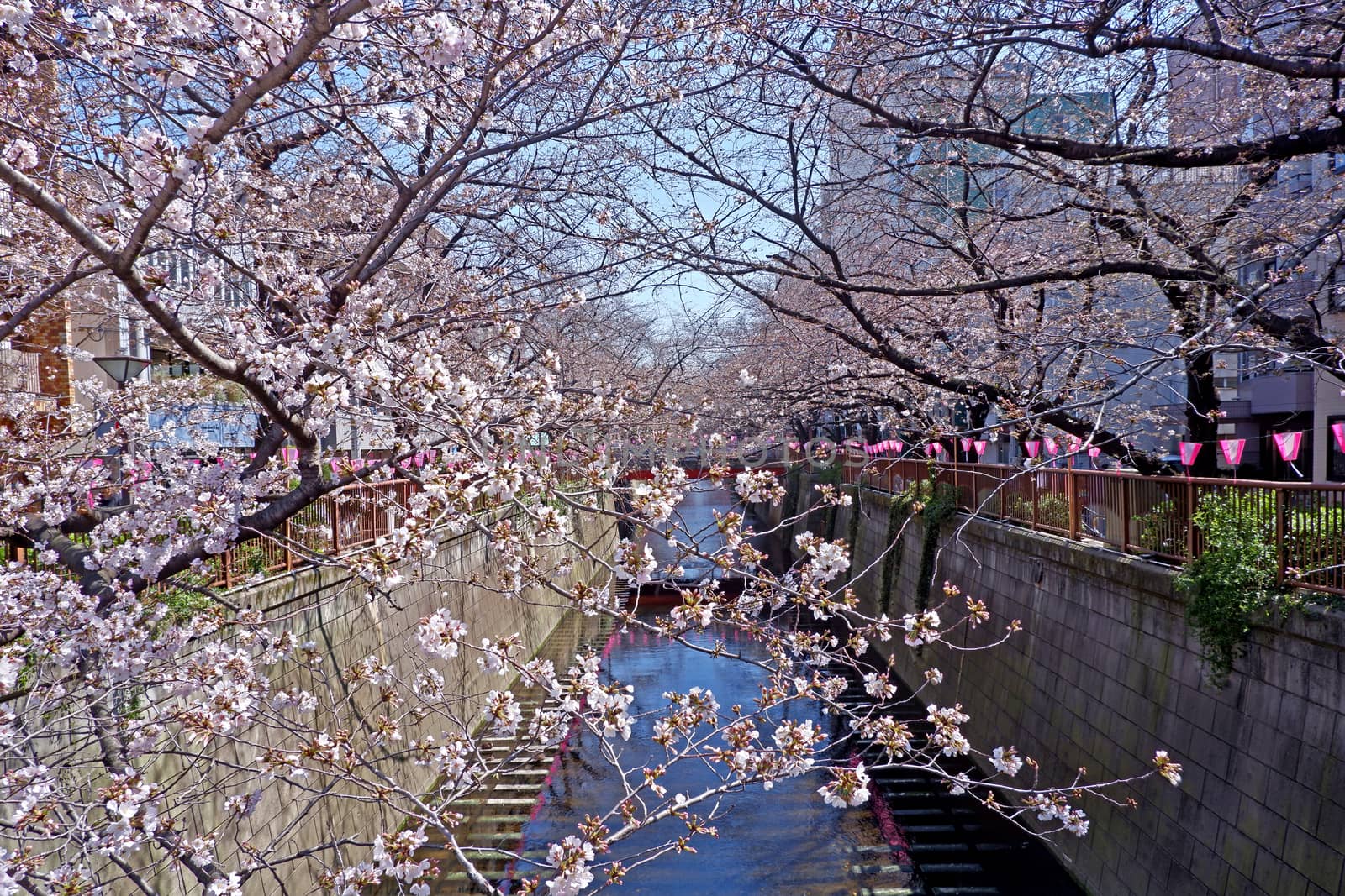  The city river, sakura cherry blossom flowers, traditional lamp and footpath in Japan Tokyo