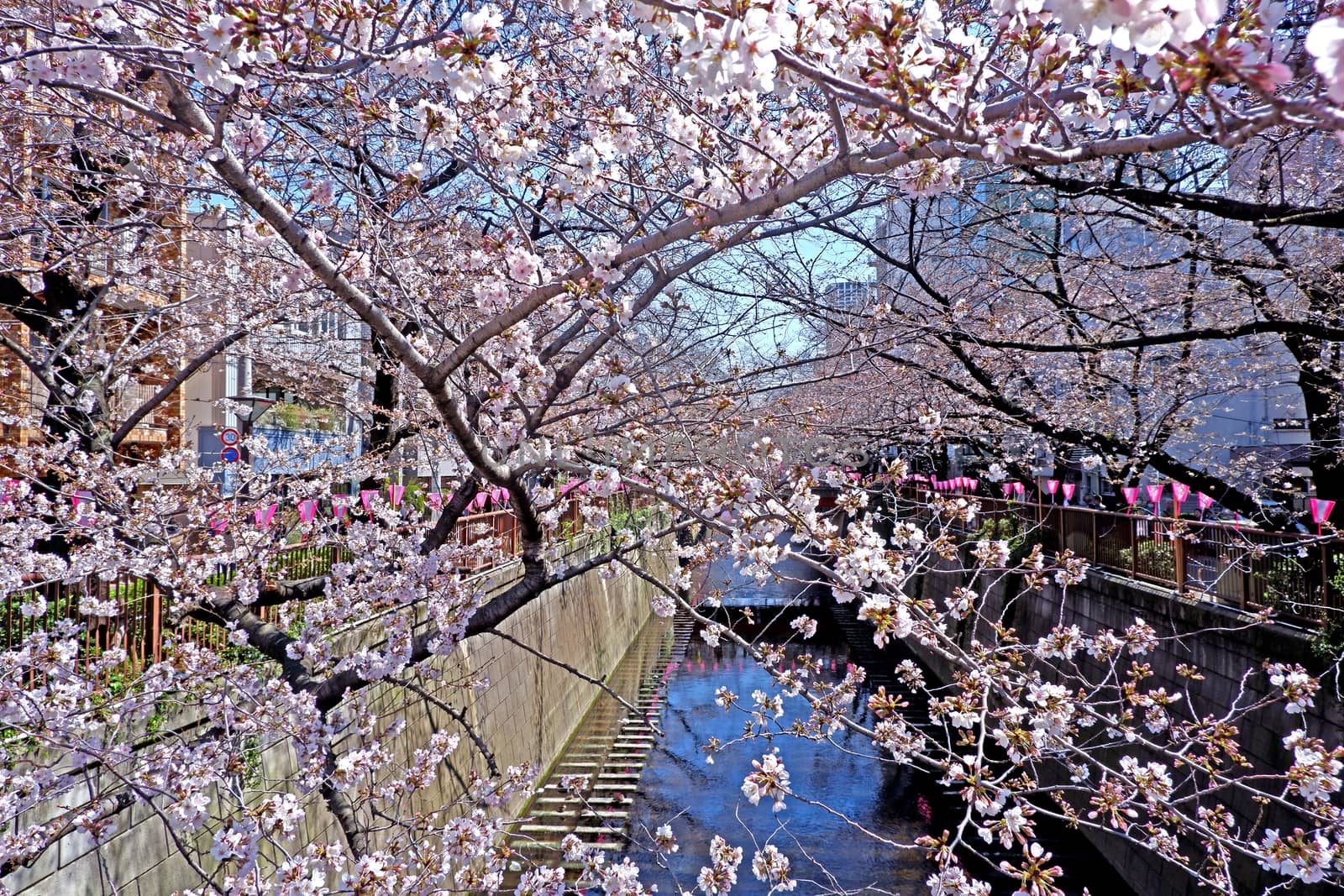  The city river, sakura cherry blossom flowers, traditional lamp and footpath in Japan Tokyo