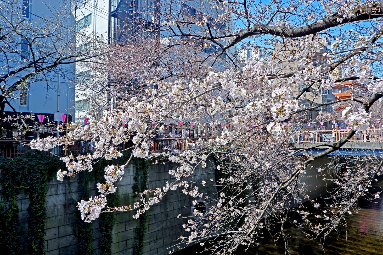  The city river, sakura cherry blossom flowers, traditional lamp and footpath in Japan Tokyo