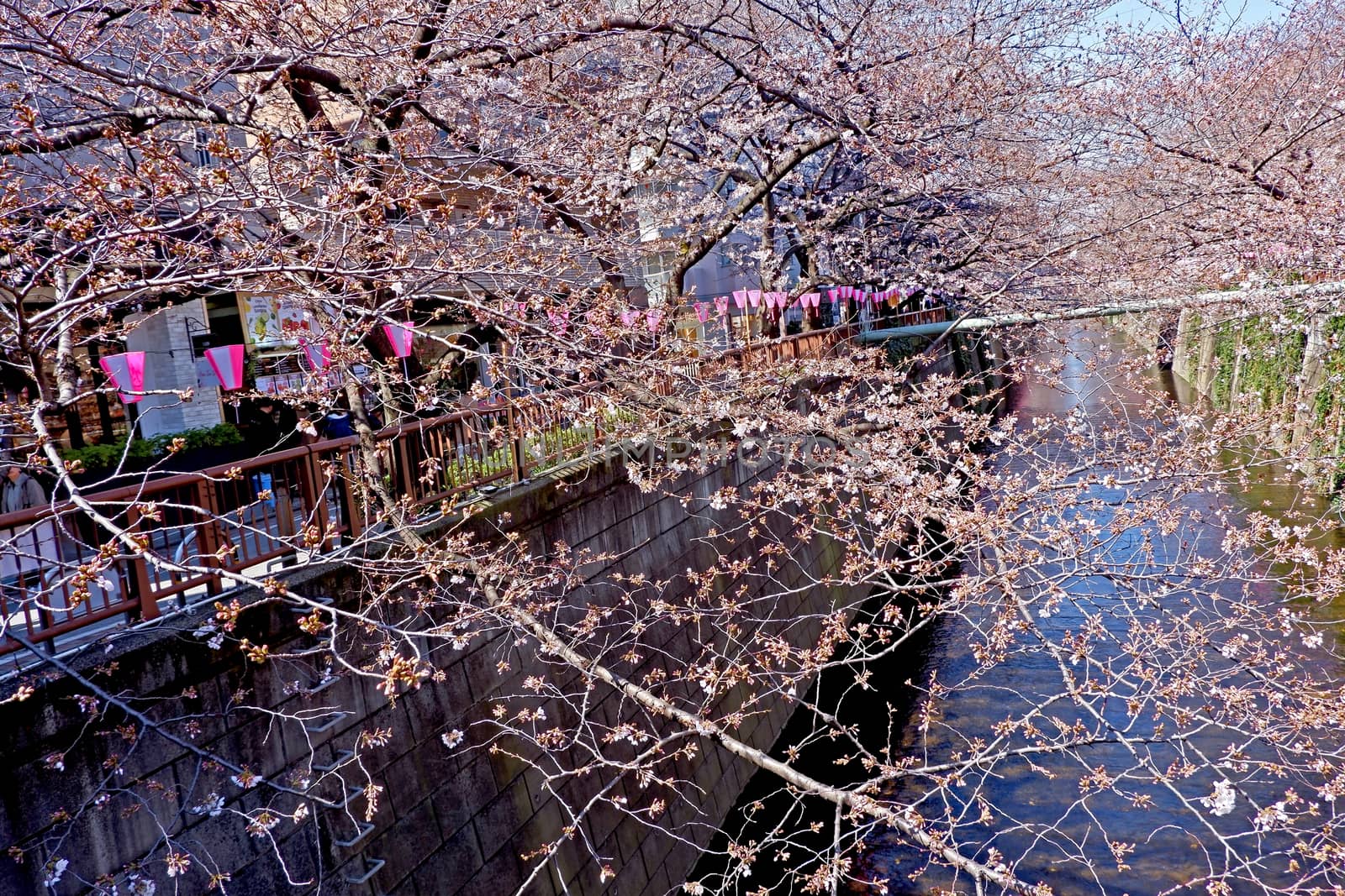 City river, traditional lamp and  sakura cherry blossom flowers  by cougarsan