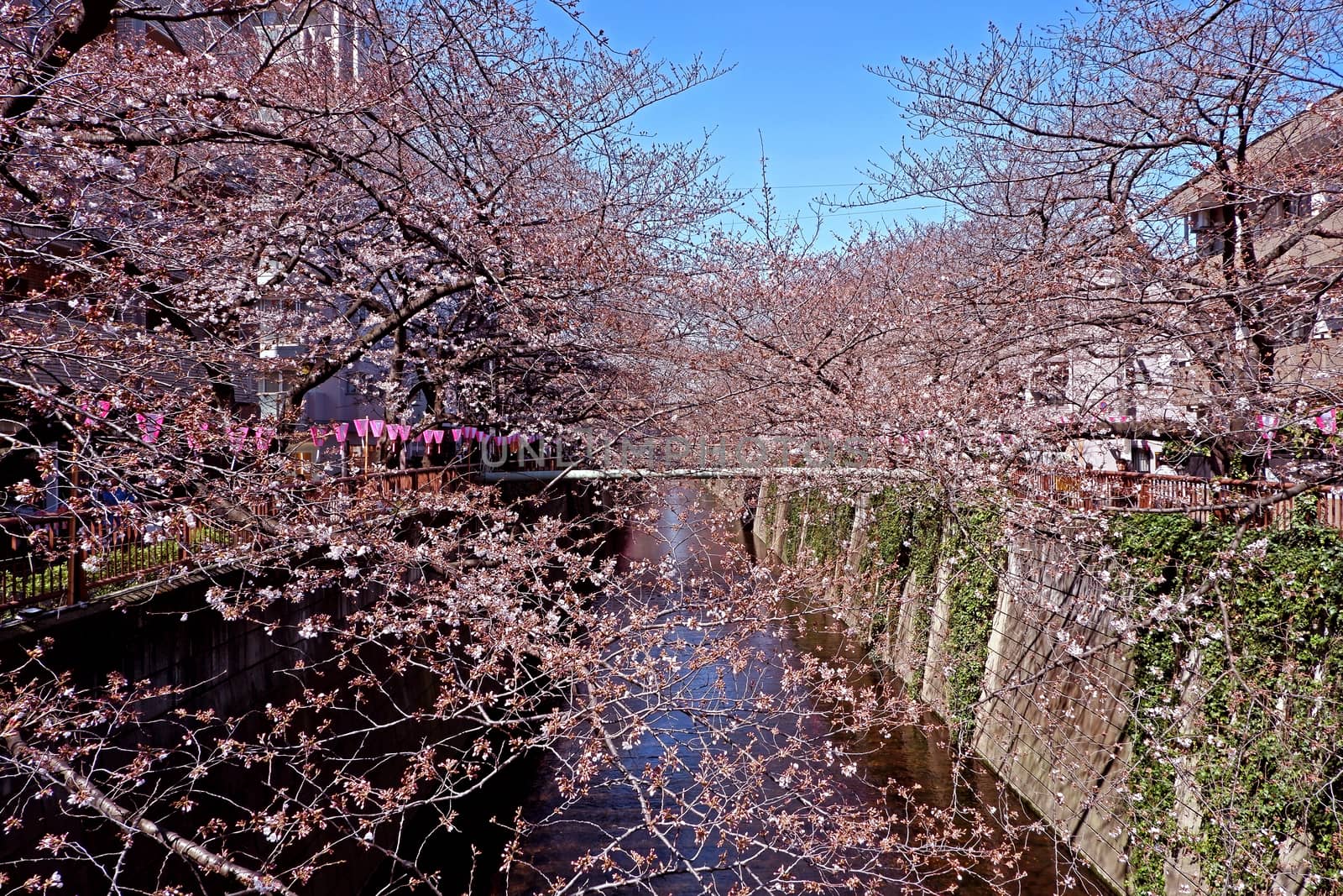 The city river, traditional lamp and  sakura cherry blossom flowers in Japan Tokyo