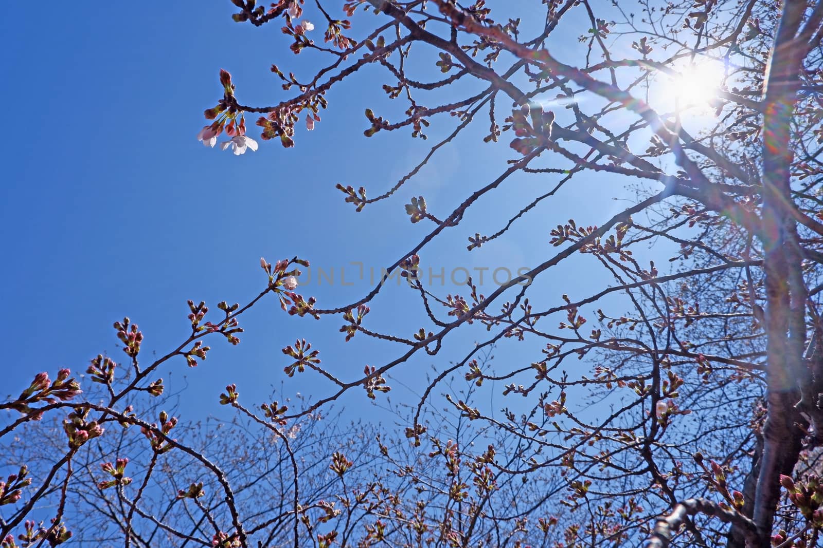 The white  sakura cherry blossom flowers and trees in Tokyo city