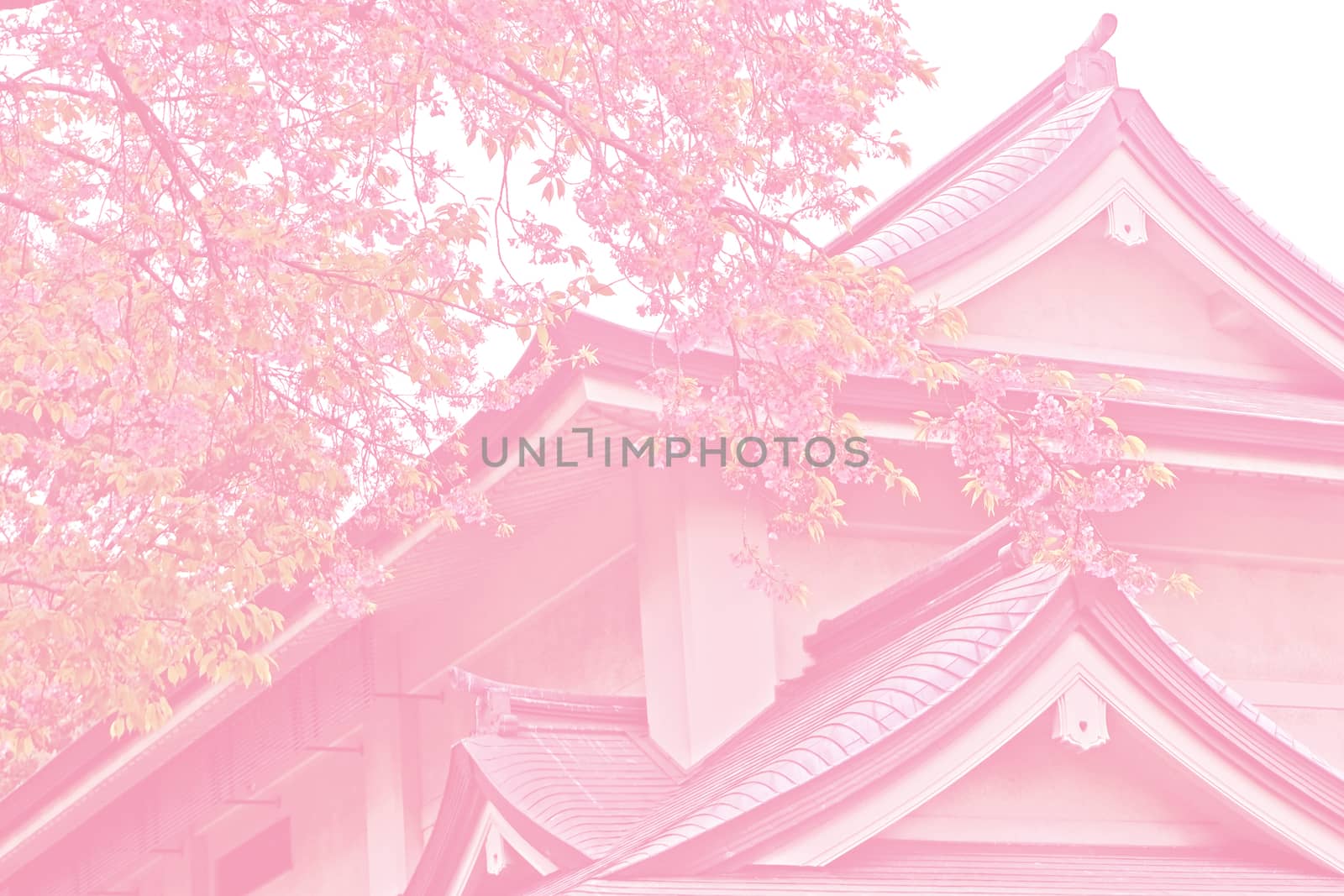 Pink tone sakura cherry blossom flower, tree and traditional bui by cougarsan