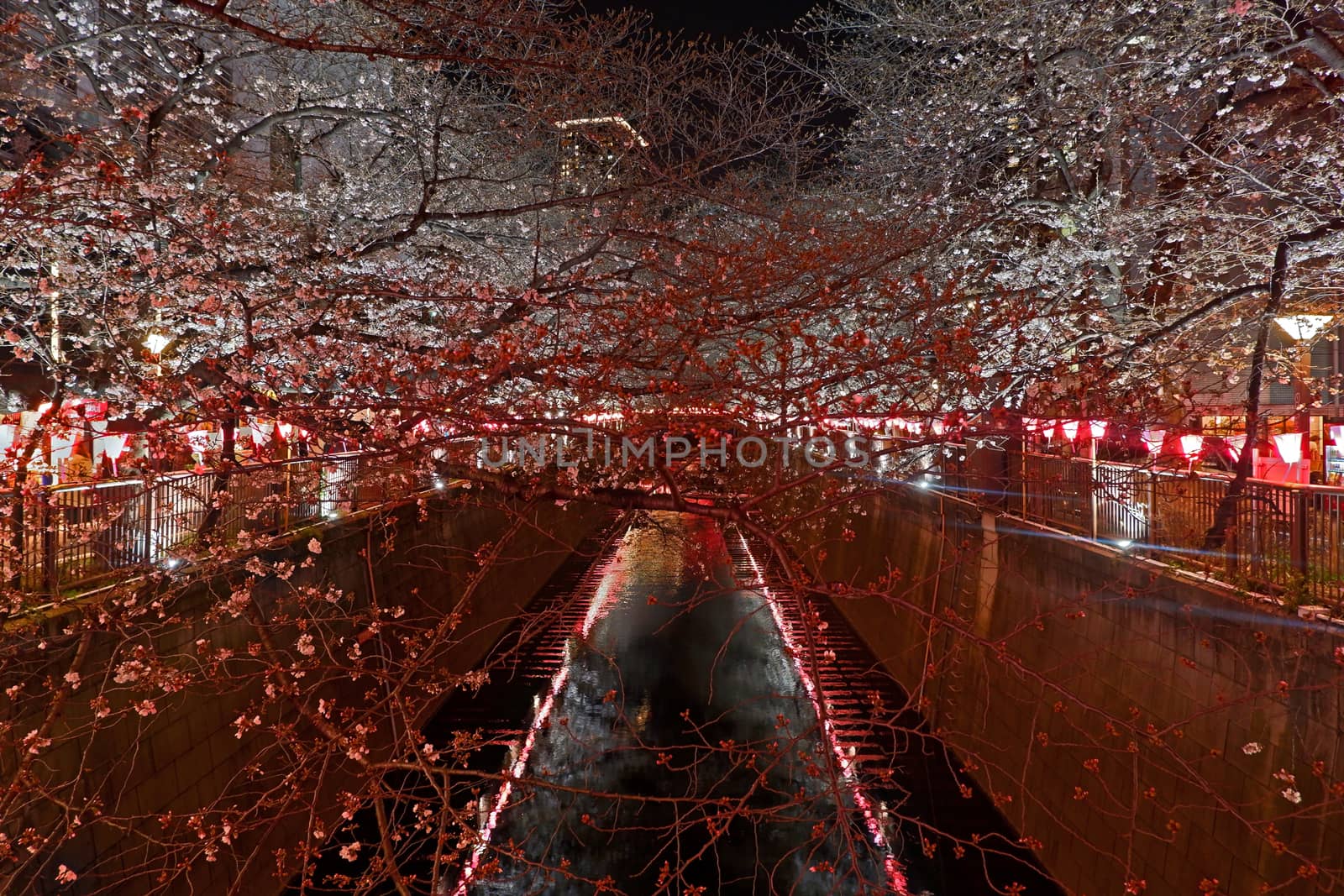 Beautiful pink sakura cherry blossom flower and traditional Japanese lamp at night
