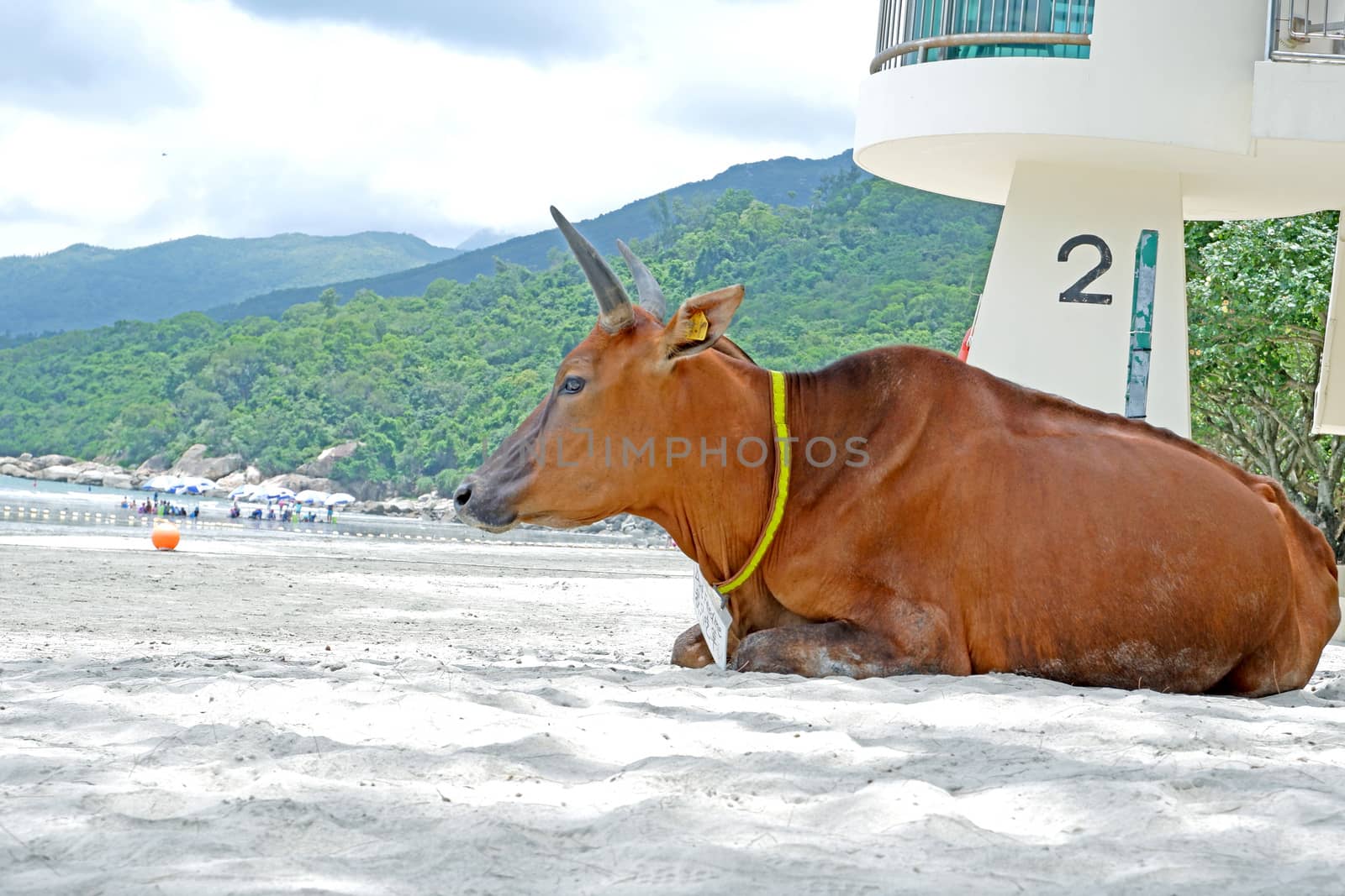 Brown old sitting cow is on the beach near the trees, ocean by cougarsan