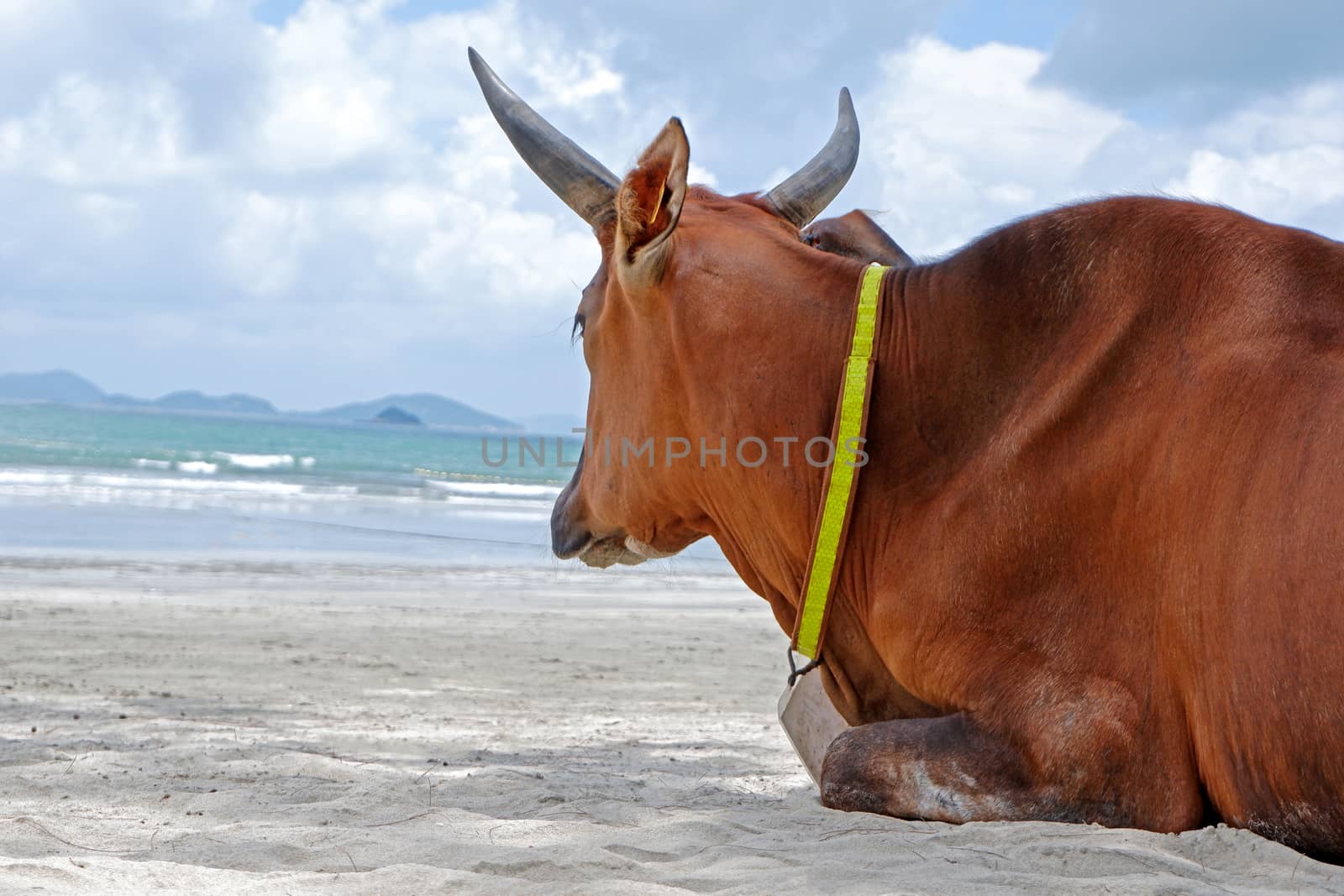 The brown old sitting cow is on the beach near the trees and ocean