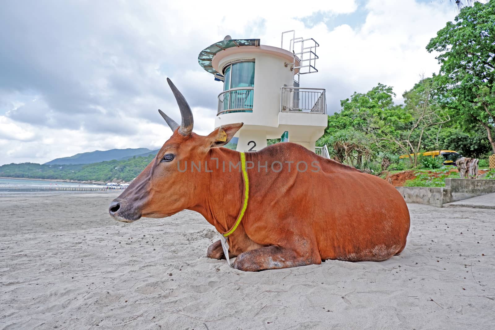 Brown old sitting cow is on the beach near the trees, ocean by cougarsan