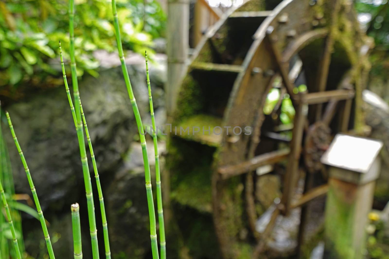 Traditional Japan zen garden with plant and decoration by cougarsan