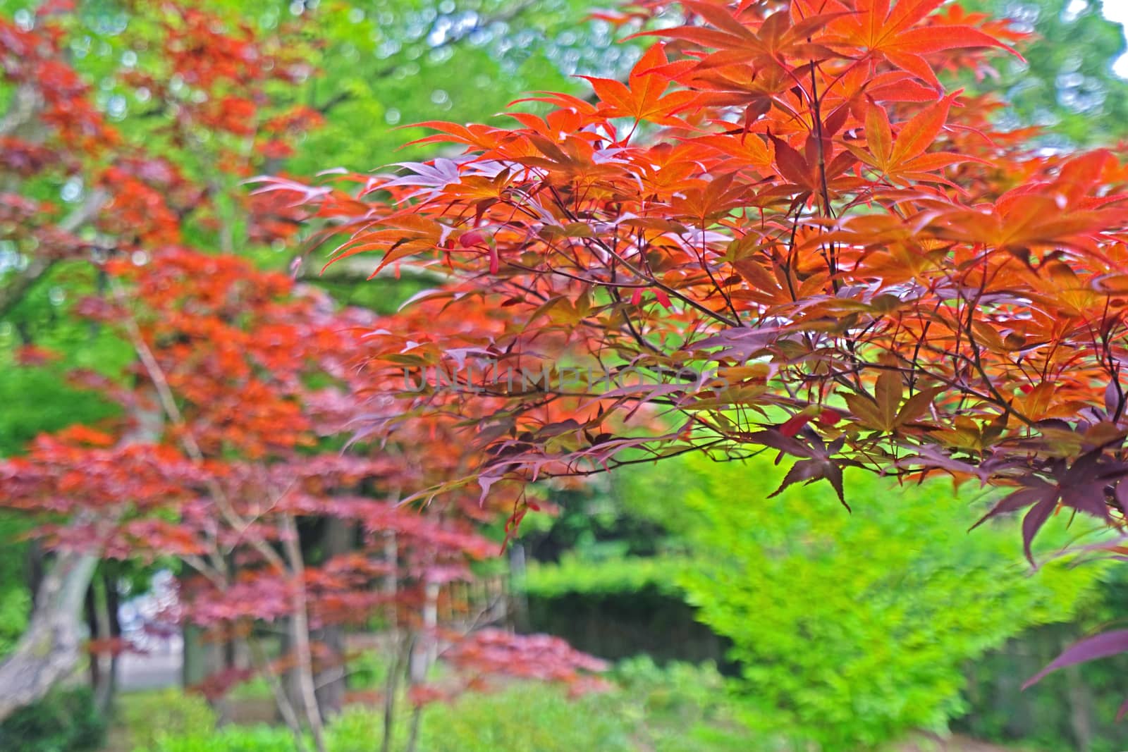 Closeup red and green leaves and tree in Japan garden by cougarsan