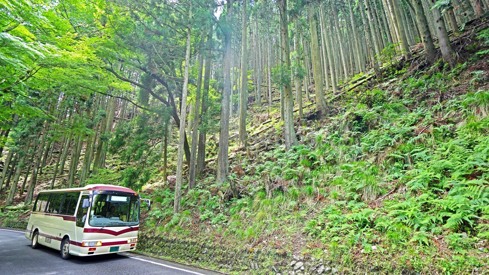 Green tree, mountain, bus, road in Japan countryside by cougarsan