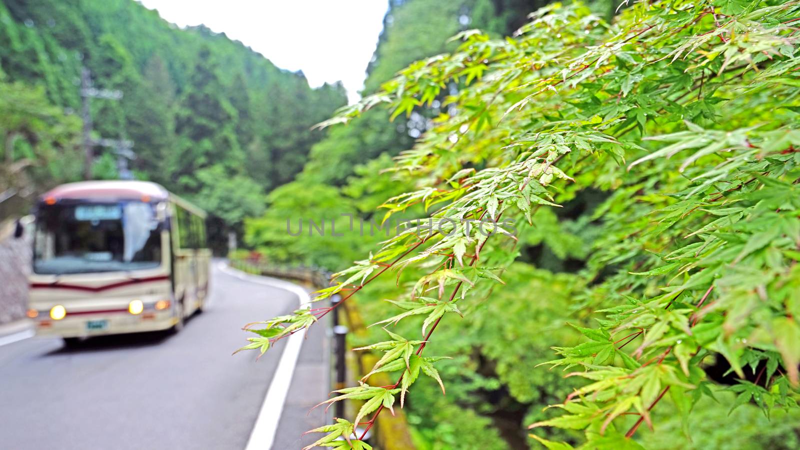 Green leaves, tree, bus and road in Japan countryside by cougarsan