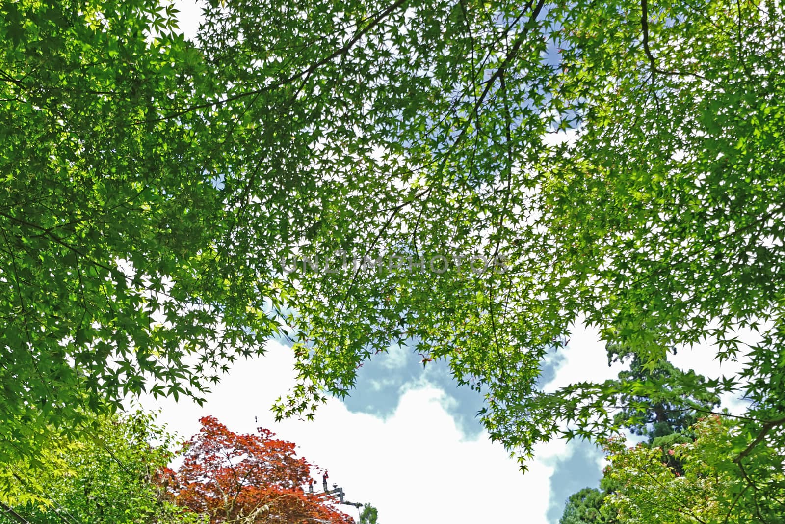 The green leaves, tree and blue sky in Japan garden