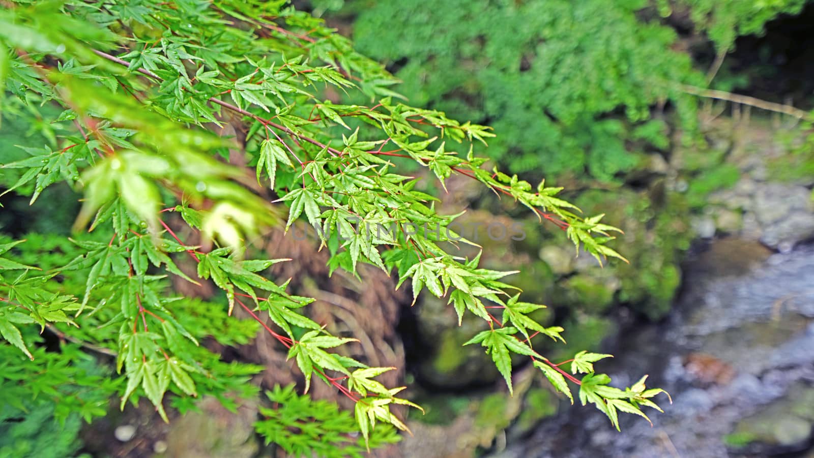 Closeup green leaves, tree and river in Japan countryside by cougarsan