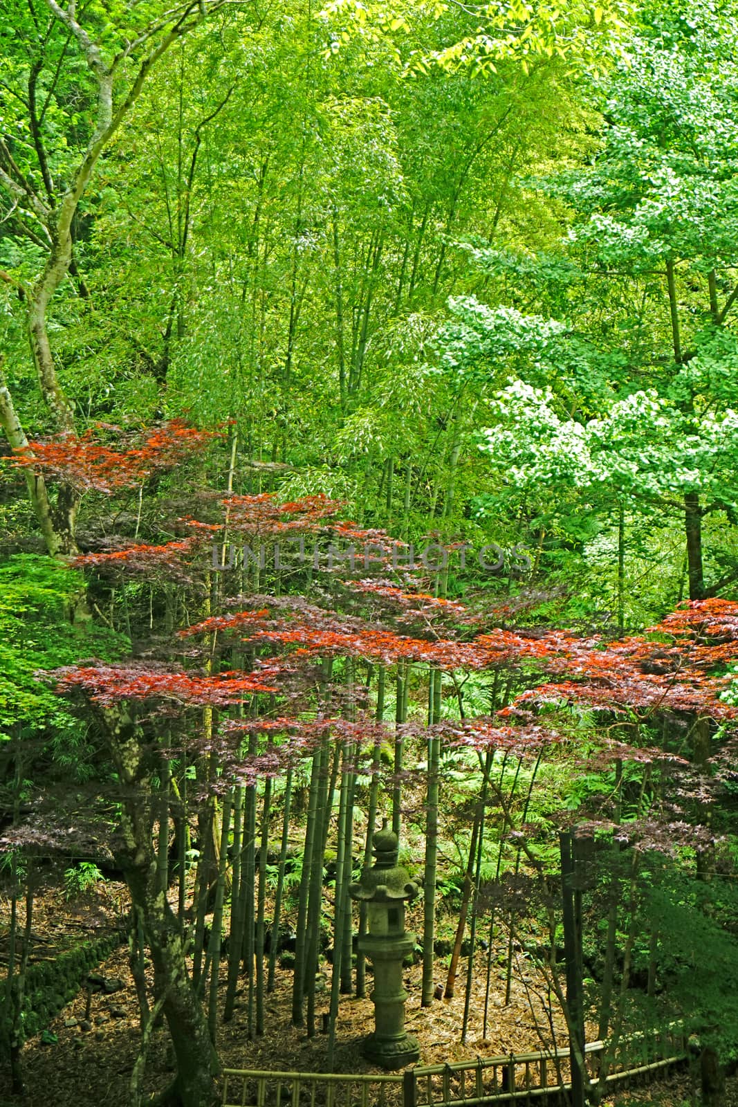 Vertical red, green leaves and tree in Japan garden by cougarsan