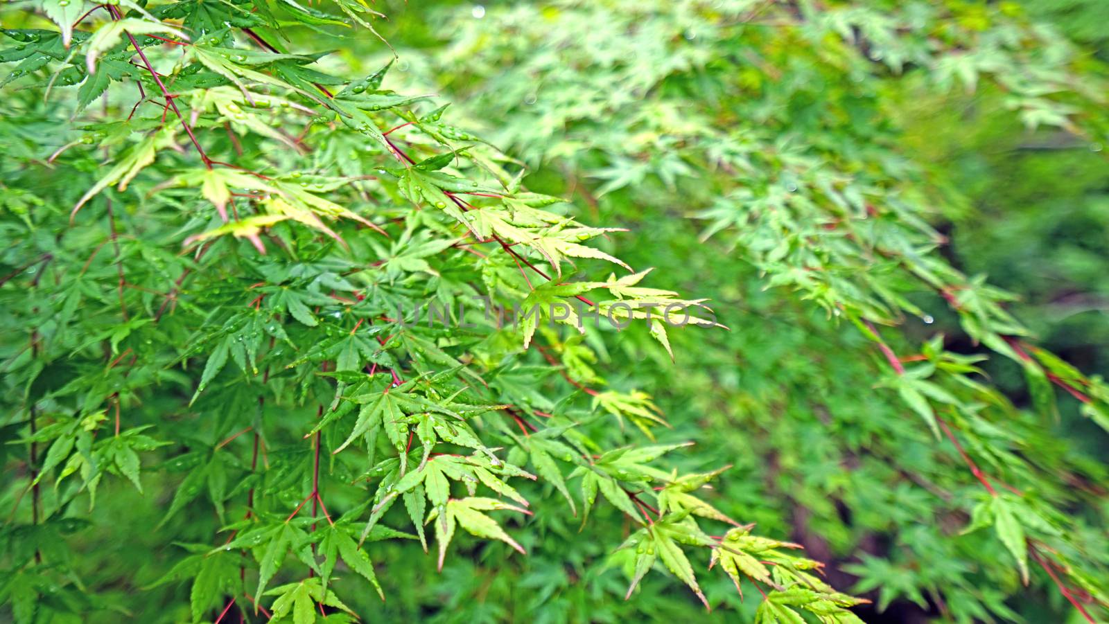 Closeup green leaves, tree in Japan countryside by cougarsan