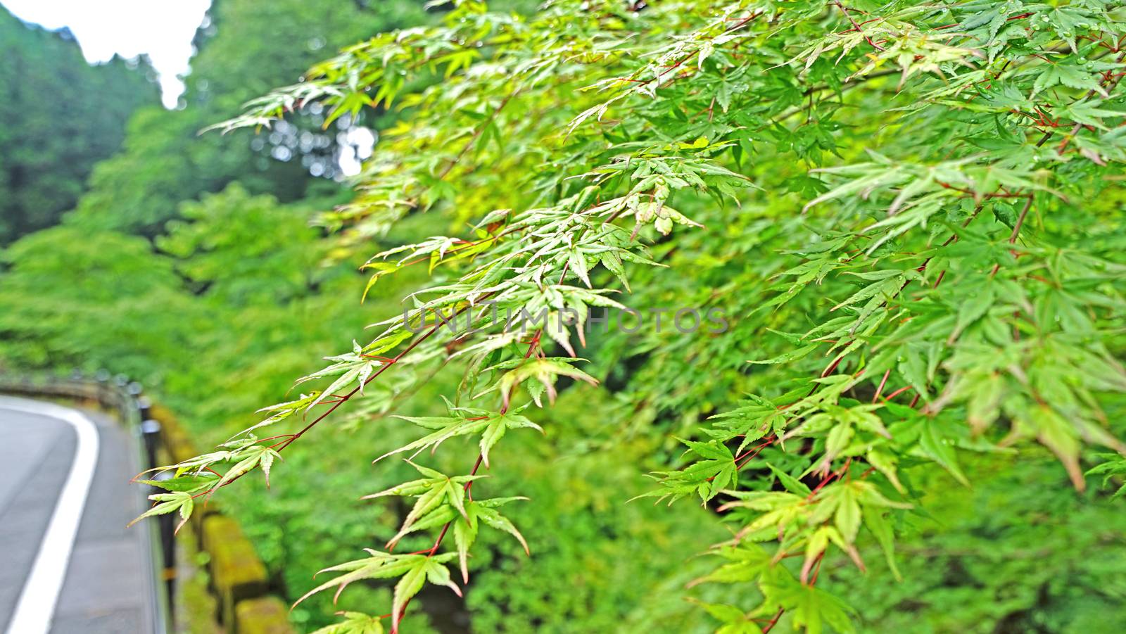 Closeup green leaves, tree, road in Japan countryside by cougarsan