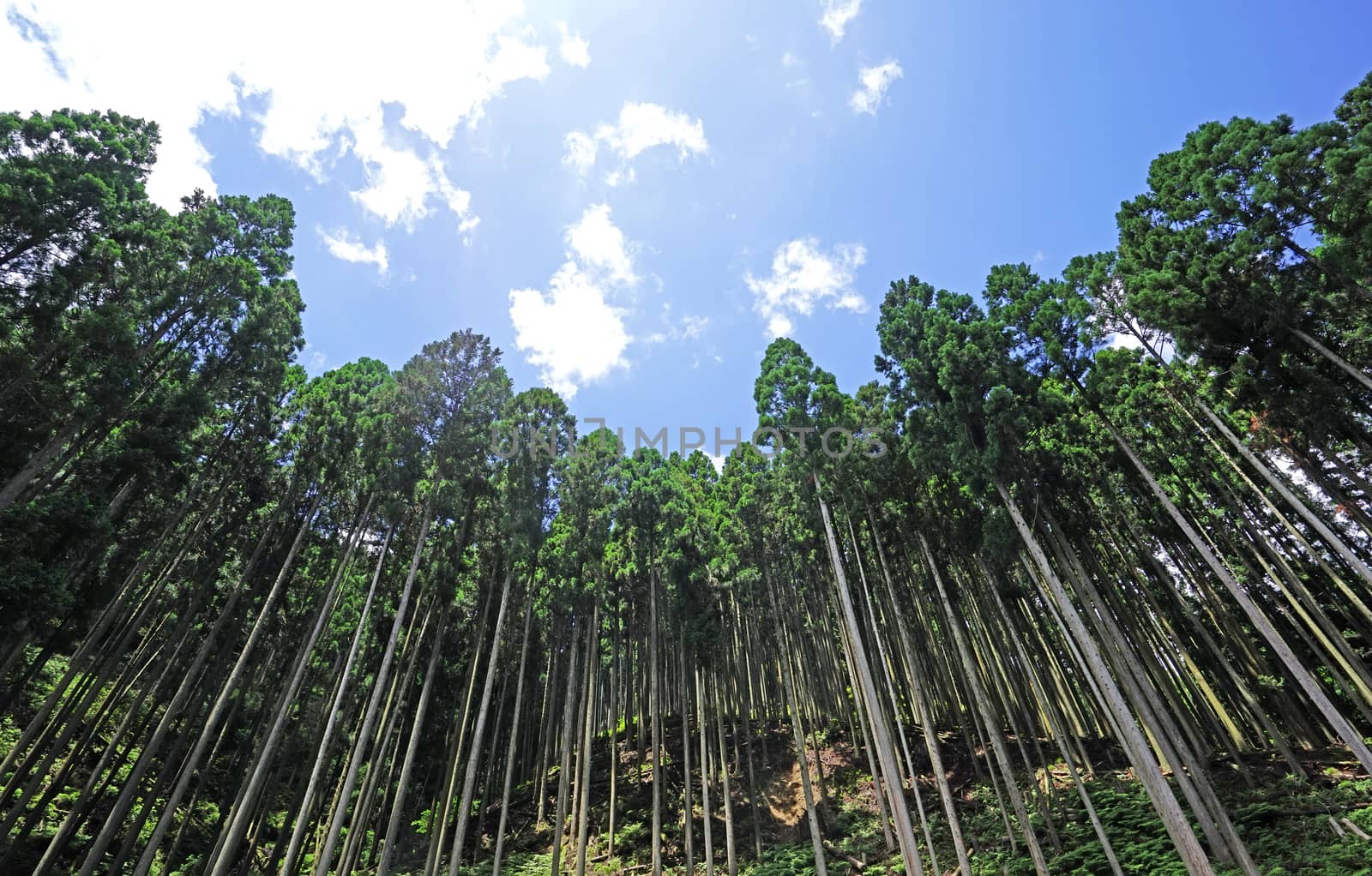 Blue sky, cloud, outdoor green forest tree in countryside woodla by cougarsan