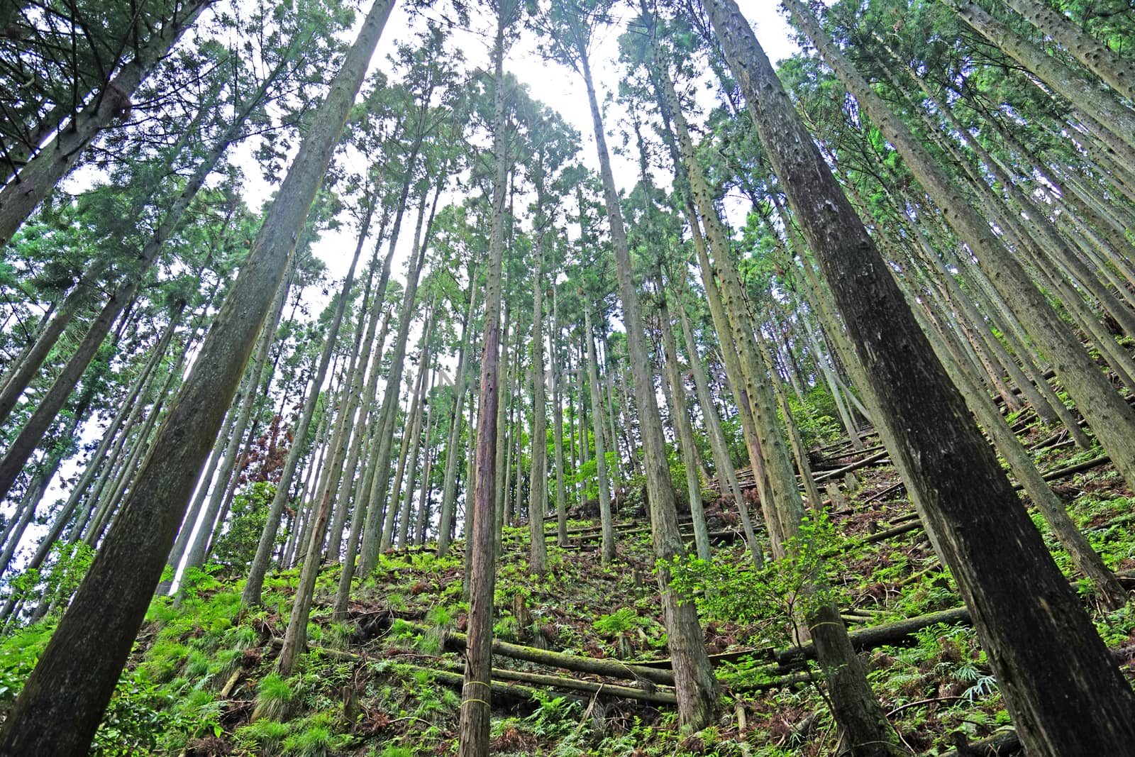 Outdoor green forest tree in the countryside woodland by cougarsan