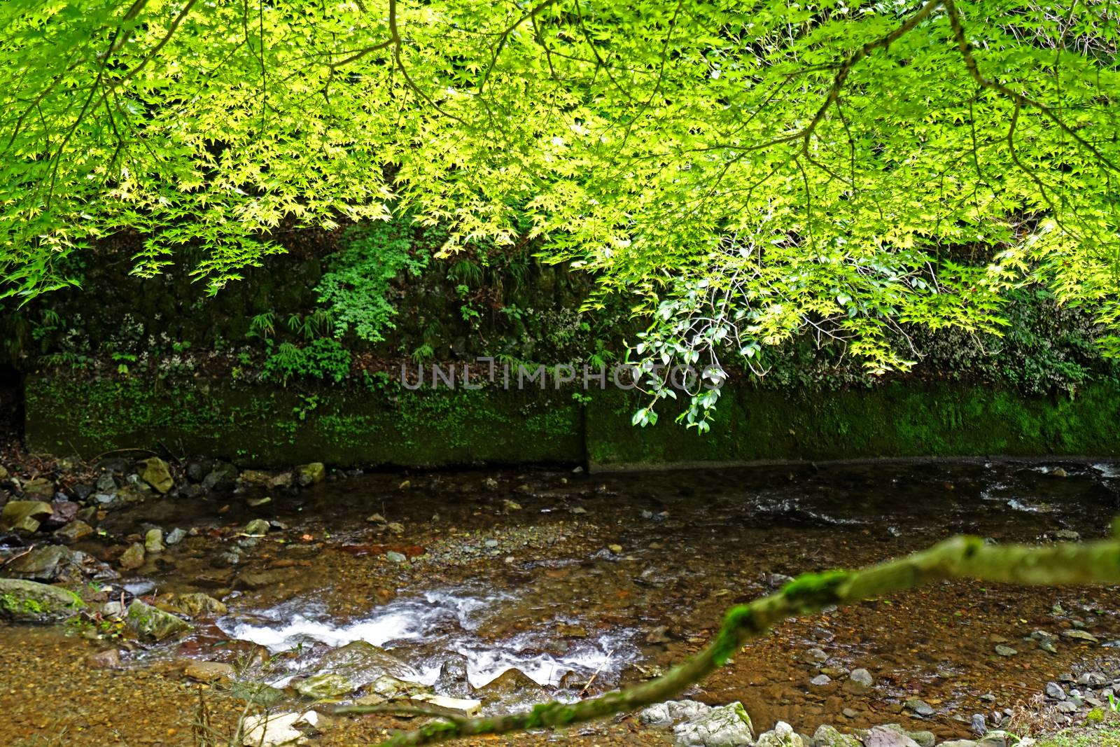 The natural river, green tree and plant in Japan countryside