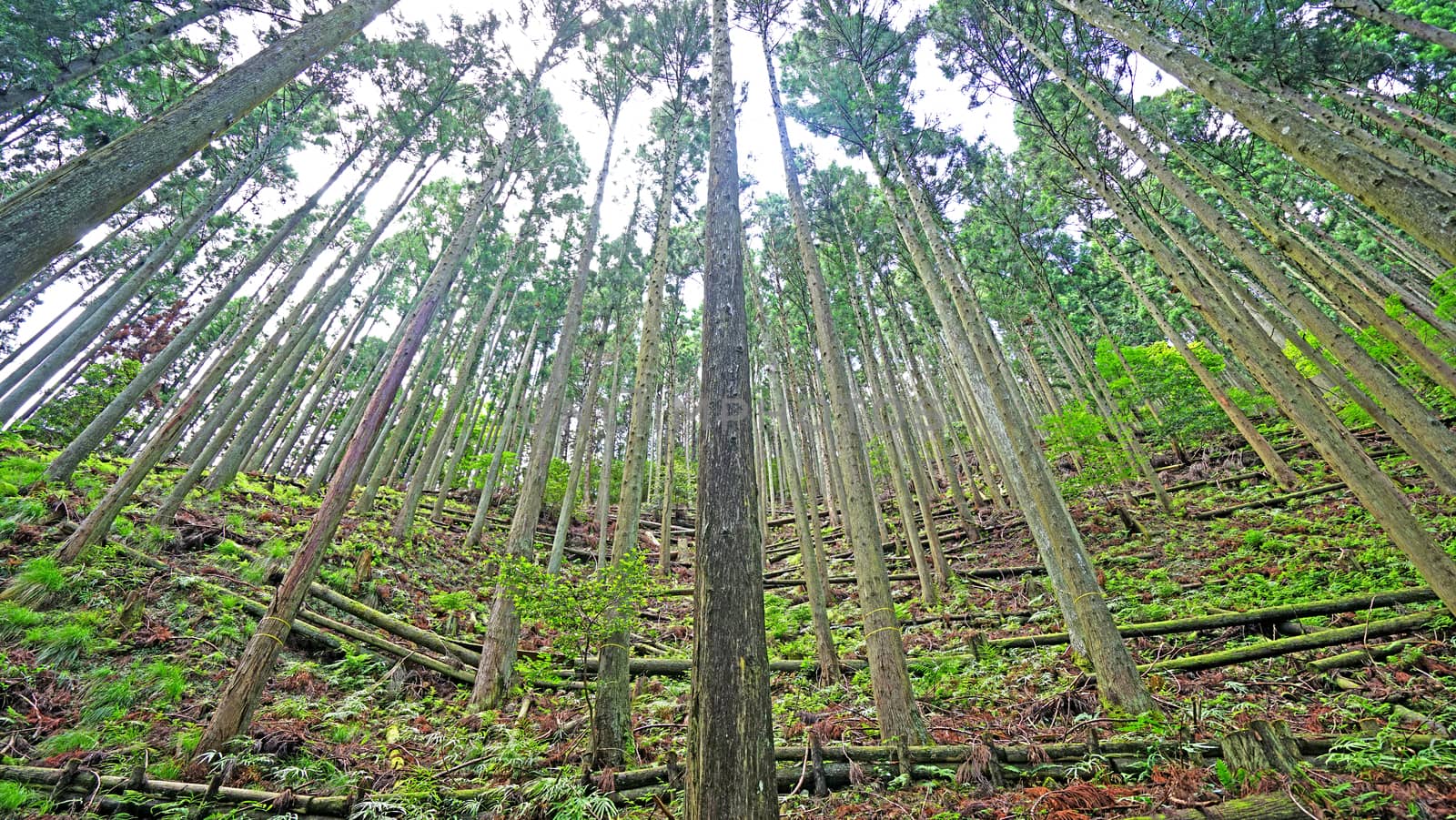 Outdoor green forest tree in the countryside woodland by cougarsan