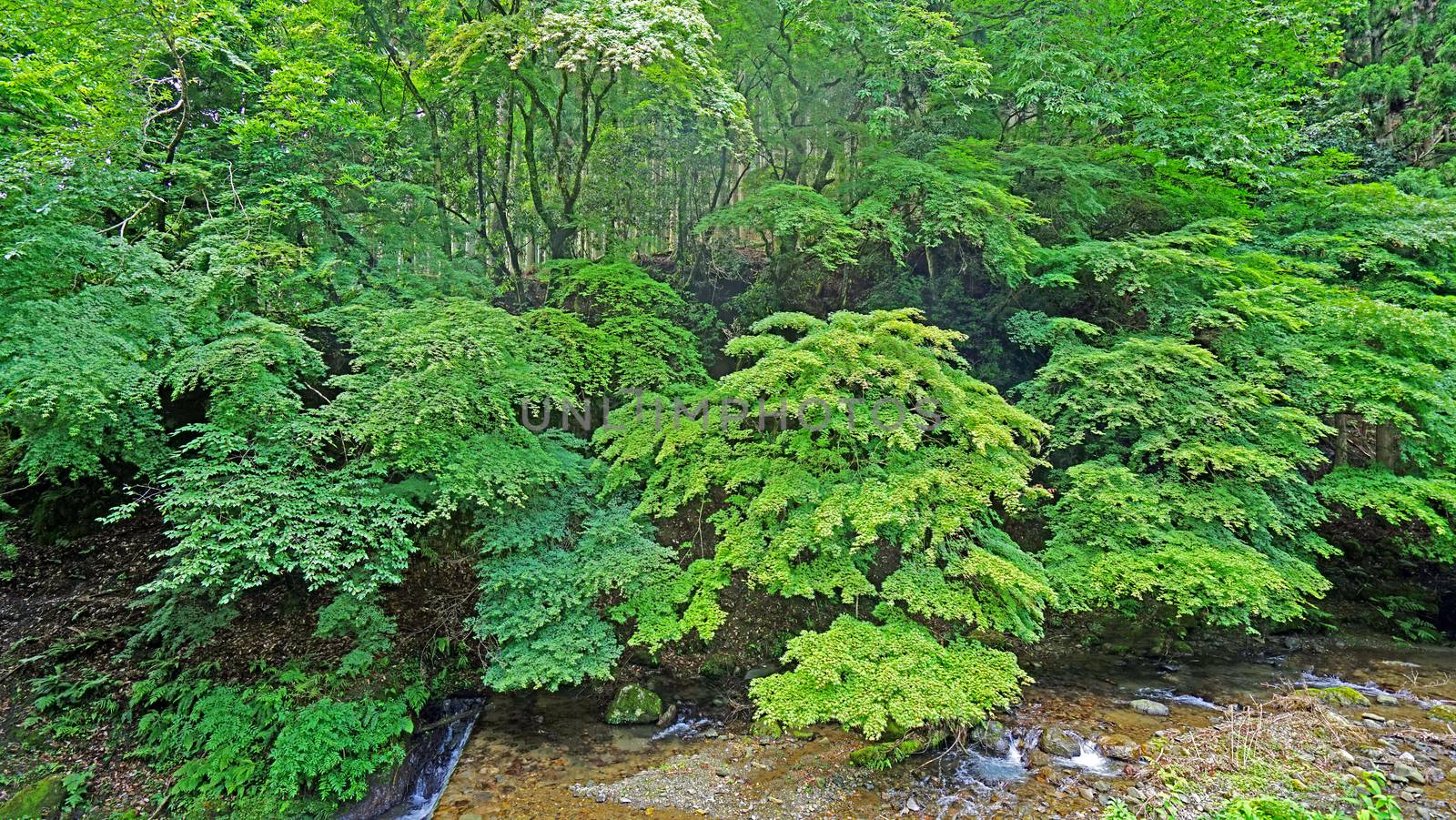 The natural river, green tree and plant in Japan mountain