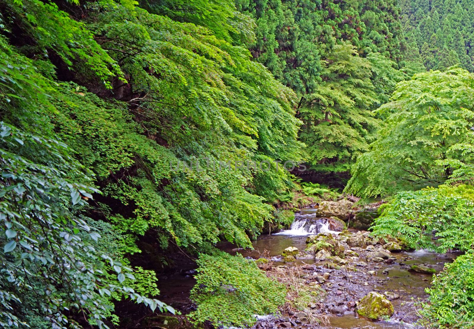 Natural waterfall, river, bridge, tree and plant in Japan mounta by cougarsan