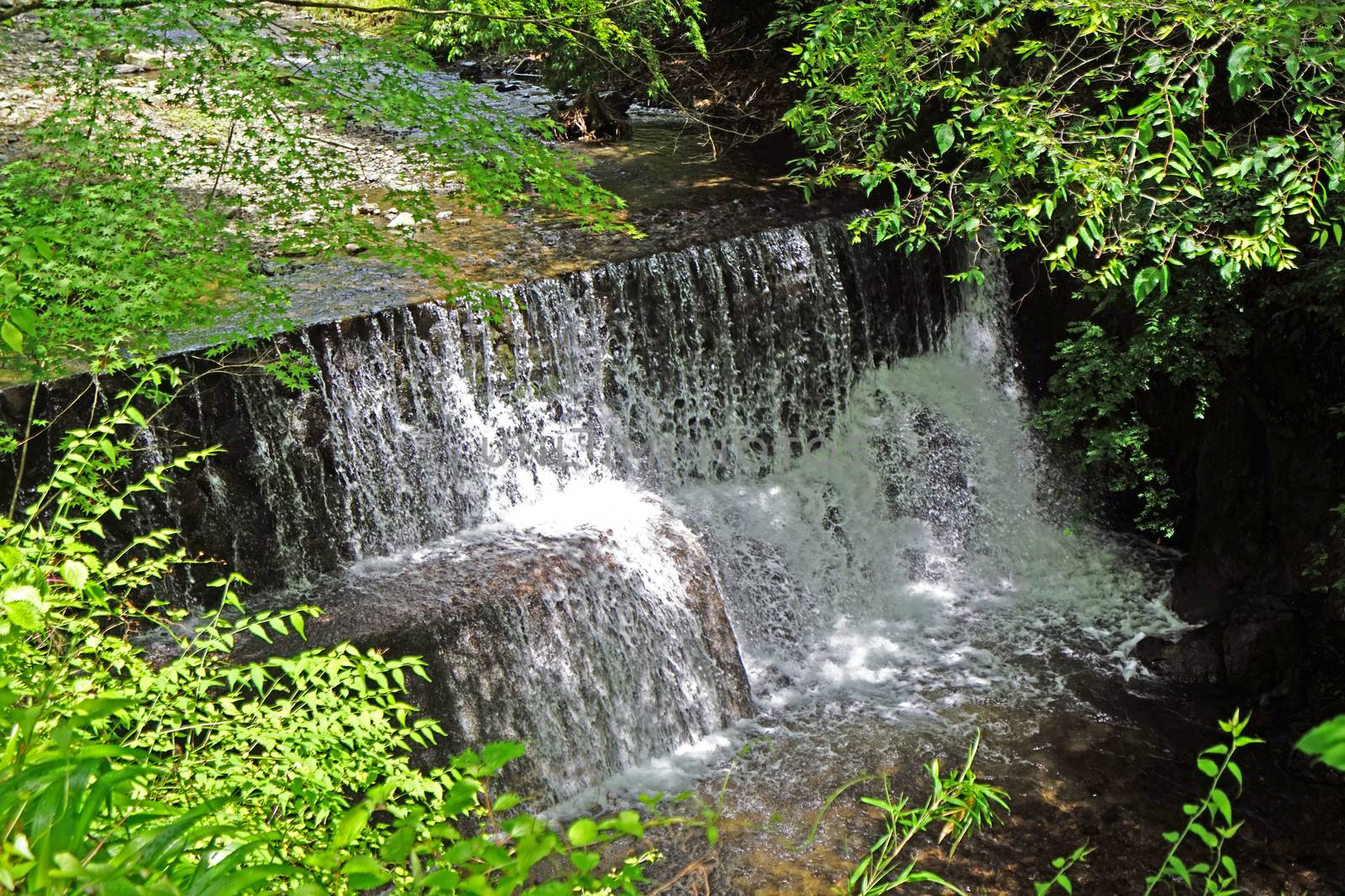 The natural river, bridge, tree and plant in Japan countryside