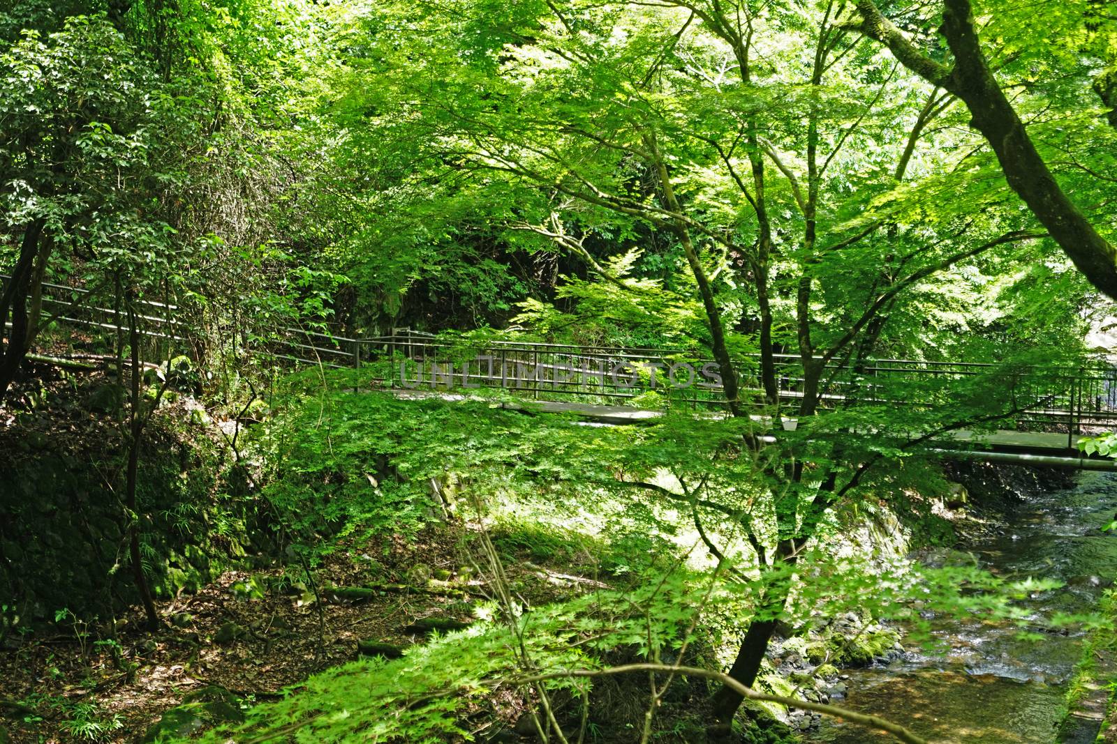 Natural river, bridge, tree and plant in Japan countryside by cougarsan