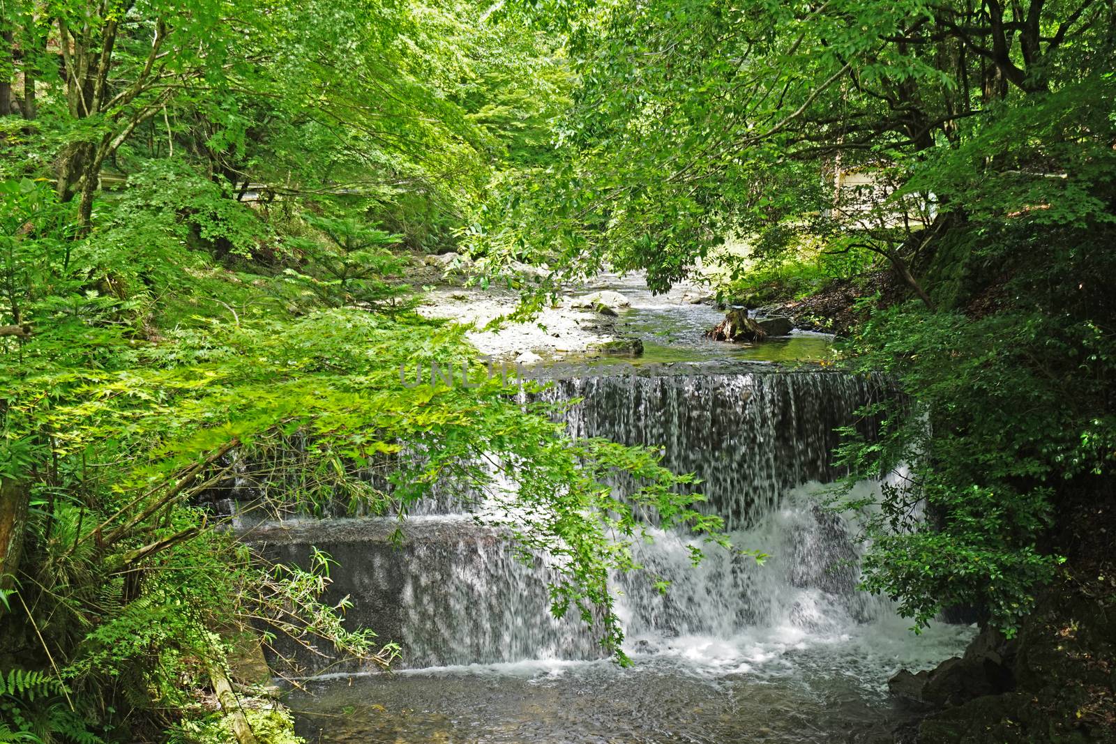 Natural waterfall, river, tree and plant in Japan countryside by cougarsan