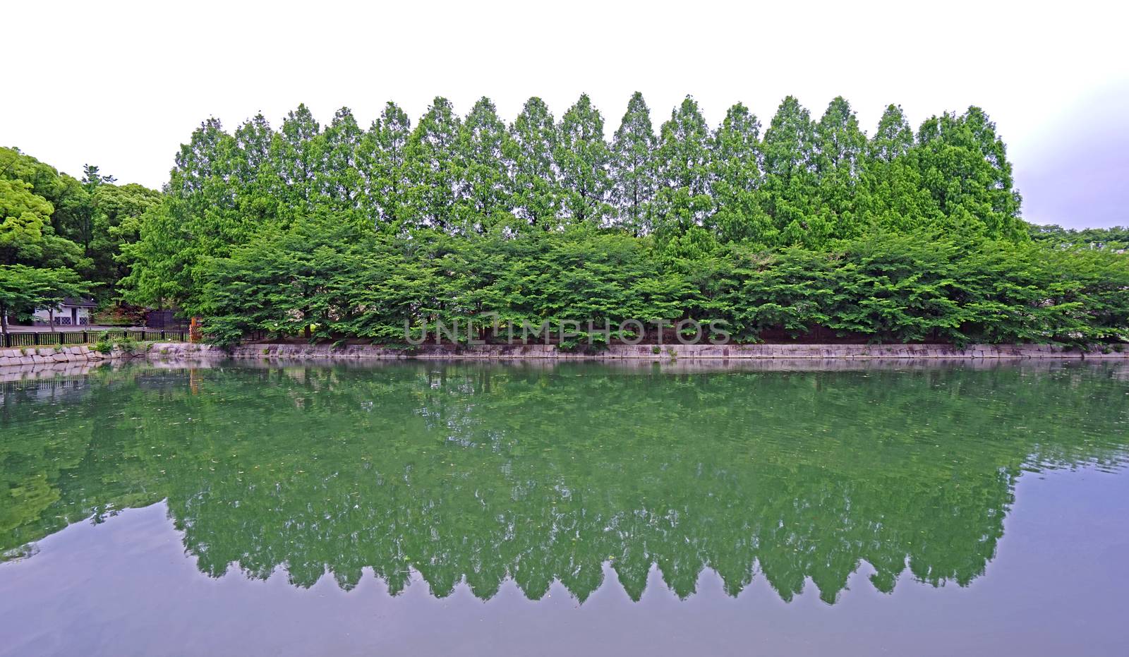 The green plants and trees with reflection on lake in Japan public park