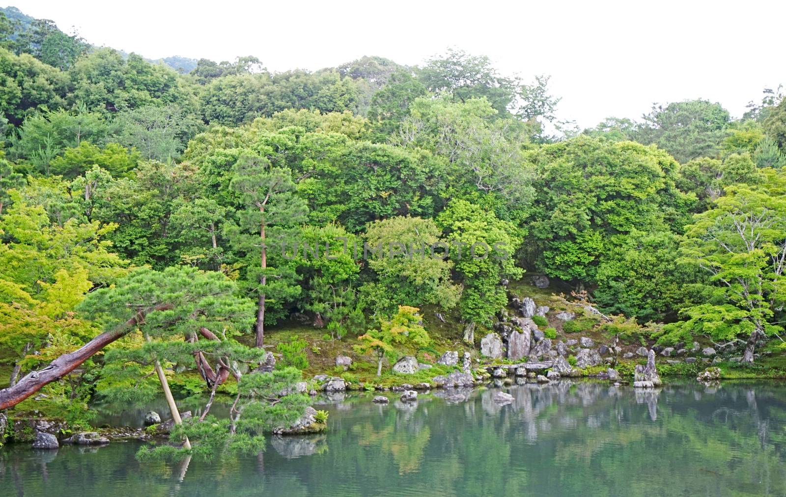 Pinus thunbergii, plants, mountain, lake with reflection in Japa by cougarsan